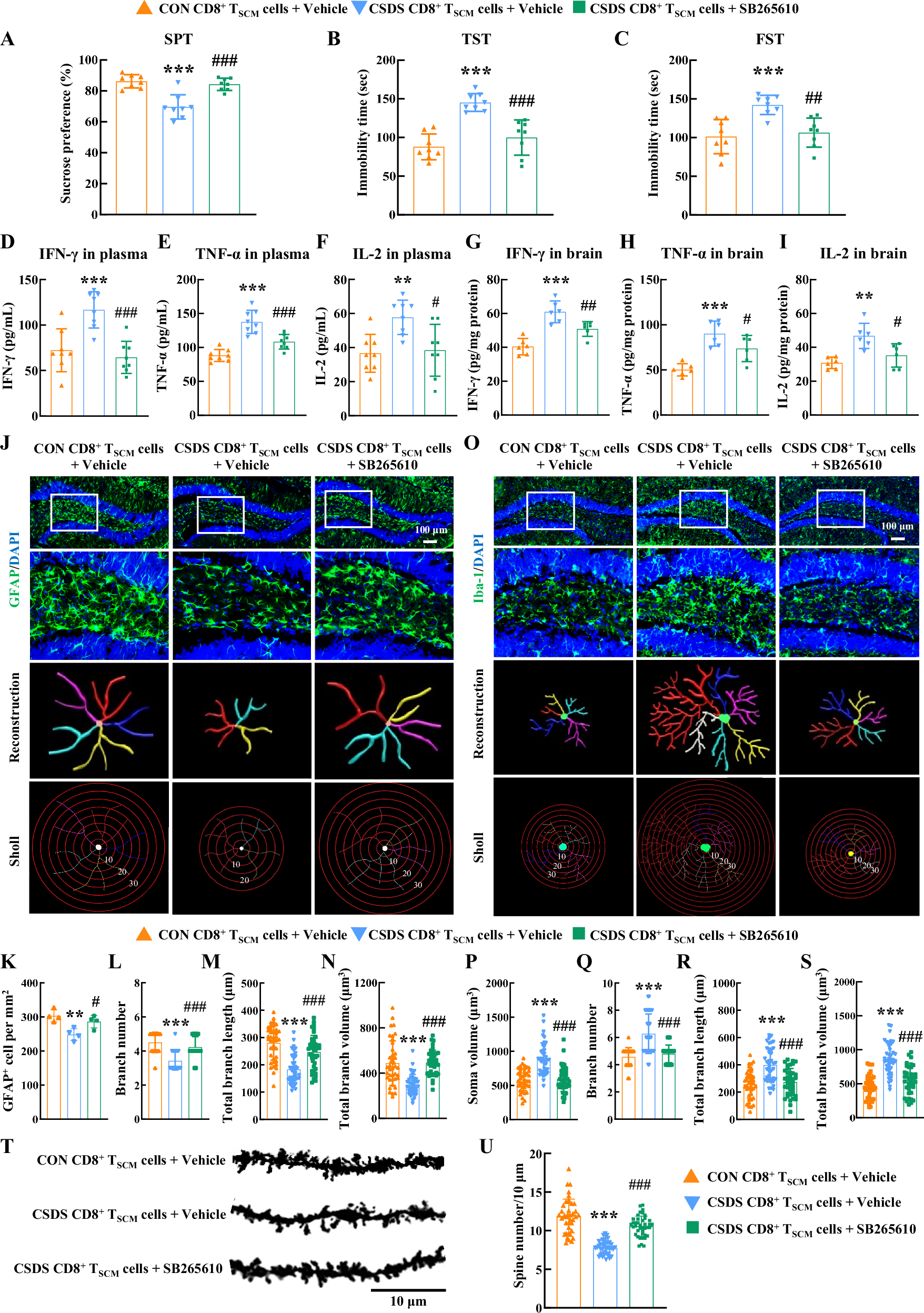 Fig. 7: Blockage of CXCR2 alleviated neuroinflammation and improved depressive symptoms.