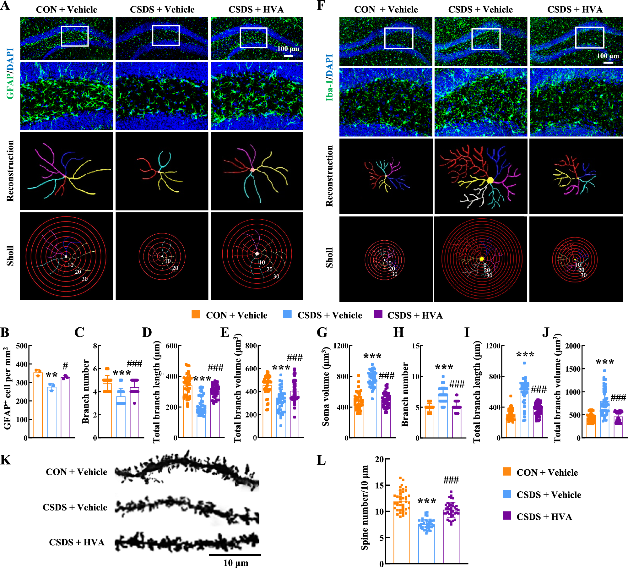 Fig. 8: HVA alleviates depression through inhibition of neuroinflammation and enhancement of neuronal plasticity.