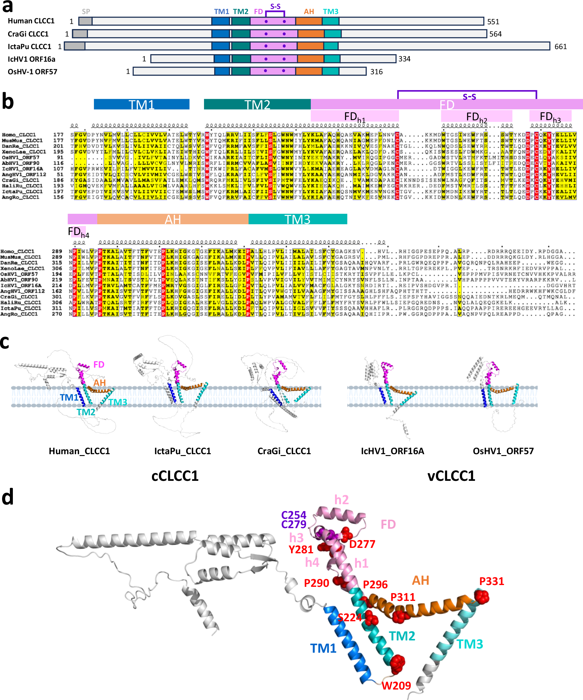 Fig. 6: Cellular and viral CLCC1 homologs share high sequence and structural similarity.