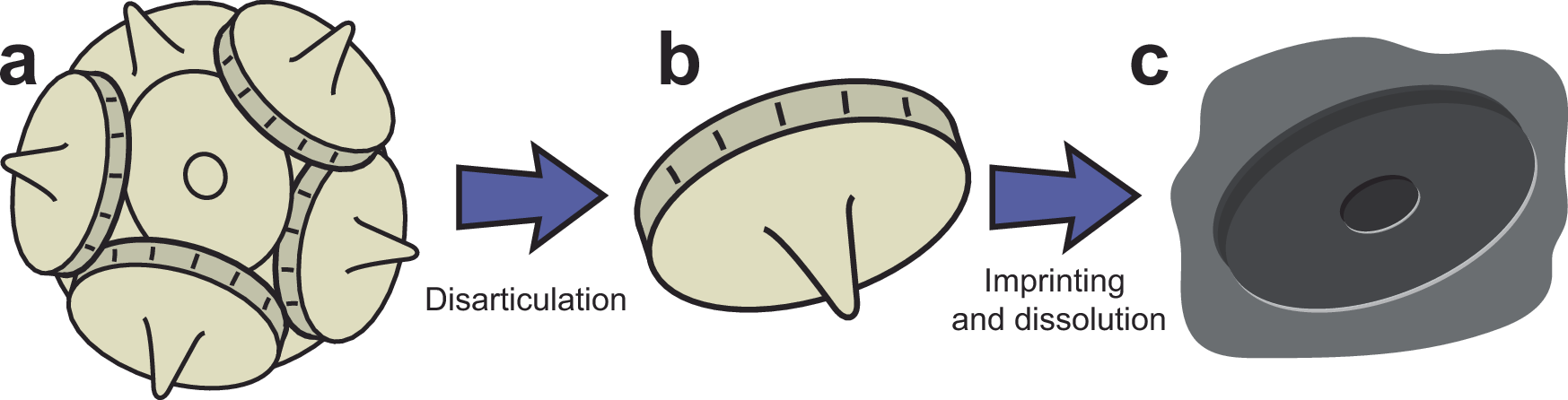 Fig. 1: Schematic of different types of coccolithophore fossils.