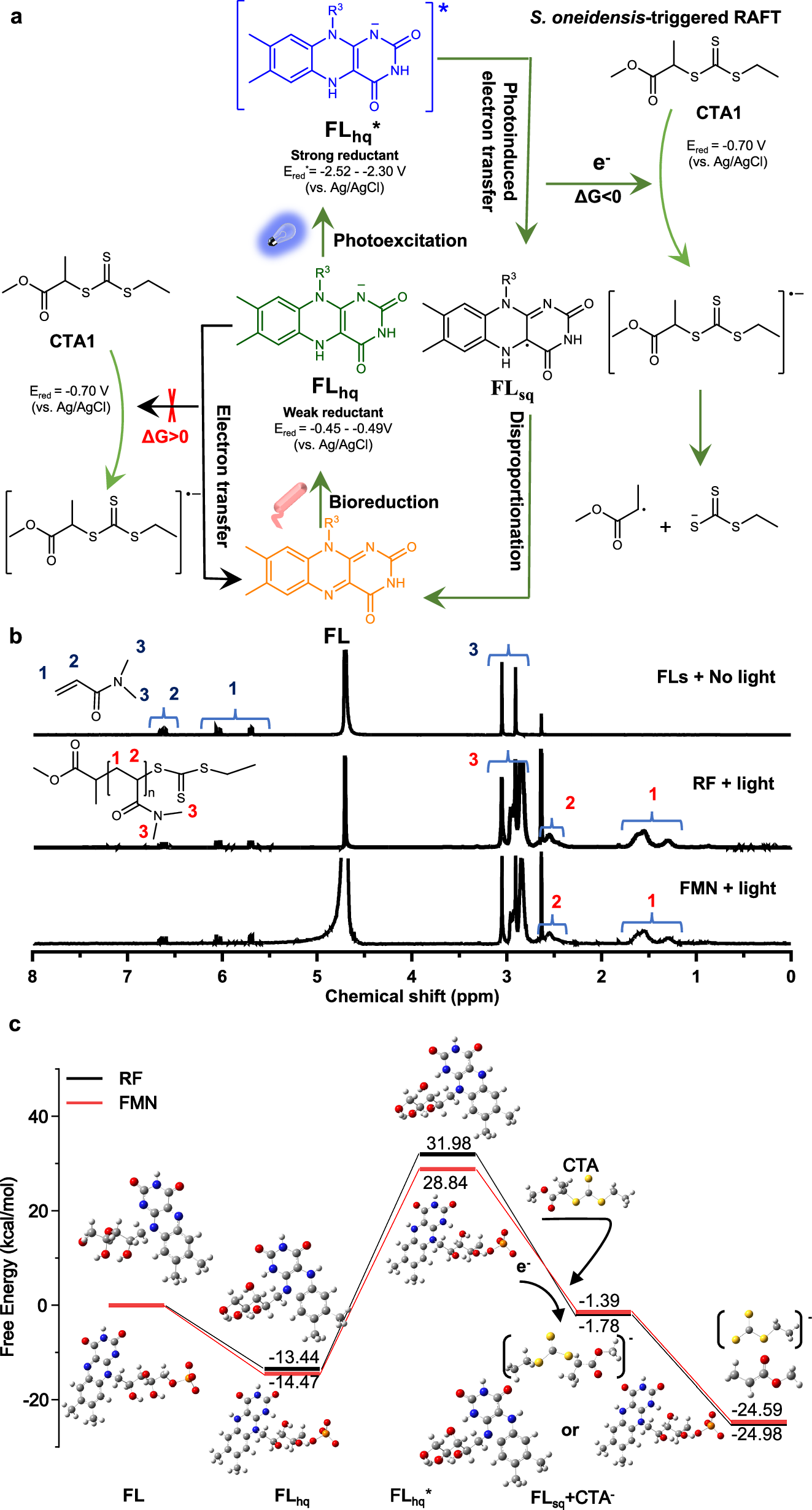 Fig. 2: Insights from thermodynamic analyses of the S. oneidensis-triggered RAFT polymerization.