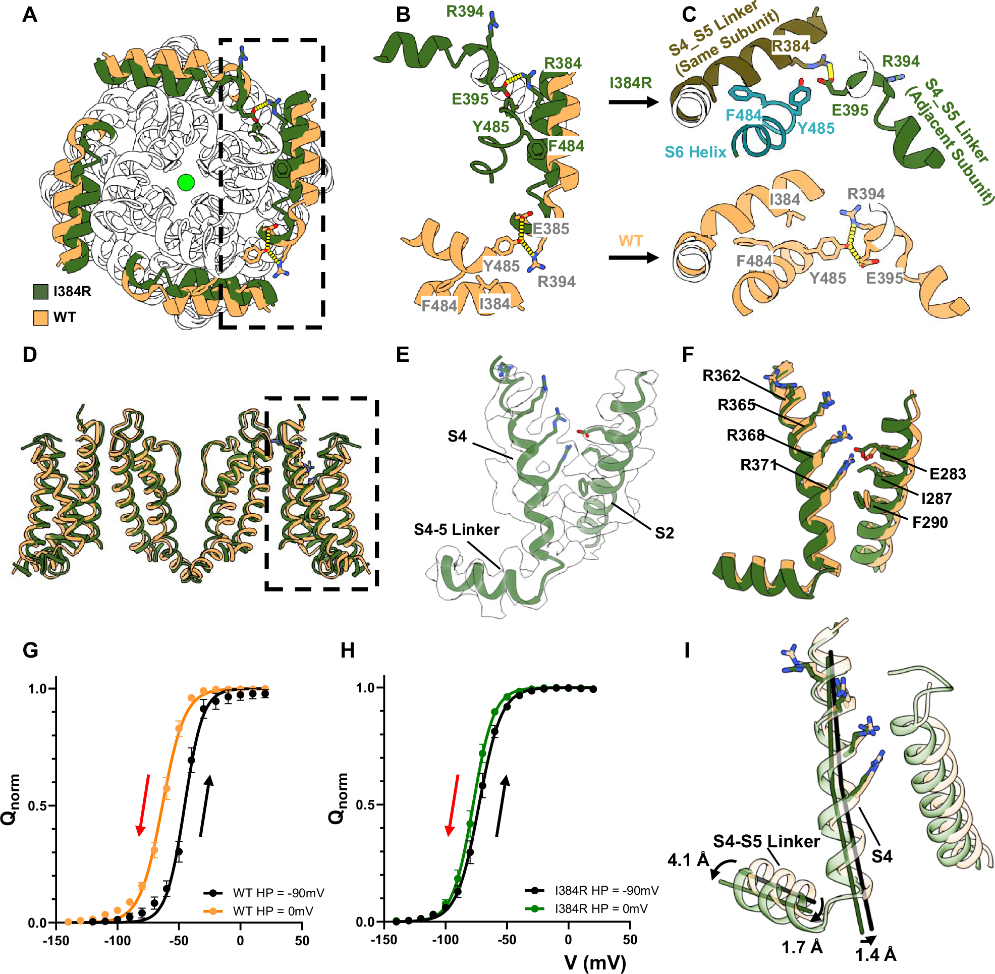 Fig. 3: A tripartite interaction pocket for electromechanical coupling and the structure of activated but not relaxed voltage sensors.