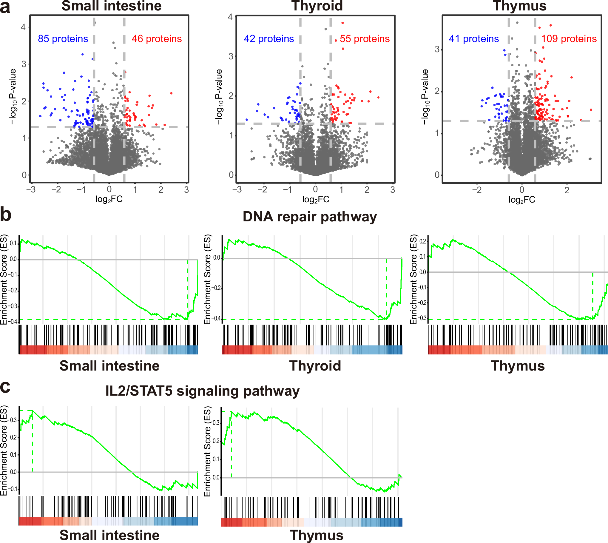 Fig. 5: Proteomic alterations in SARS-CoV-2-infected fetal organs.