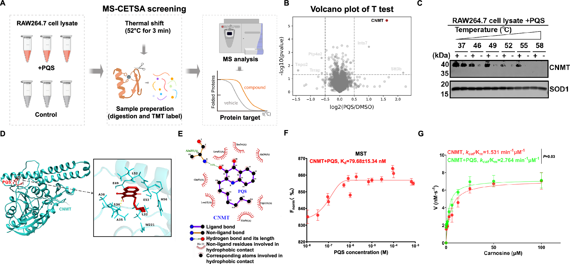 Fig. 3: PQS binds the intracellular receptor CNMT, identified via MS-CETSA profiling, to promote its enzymatic activities.