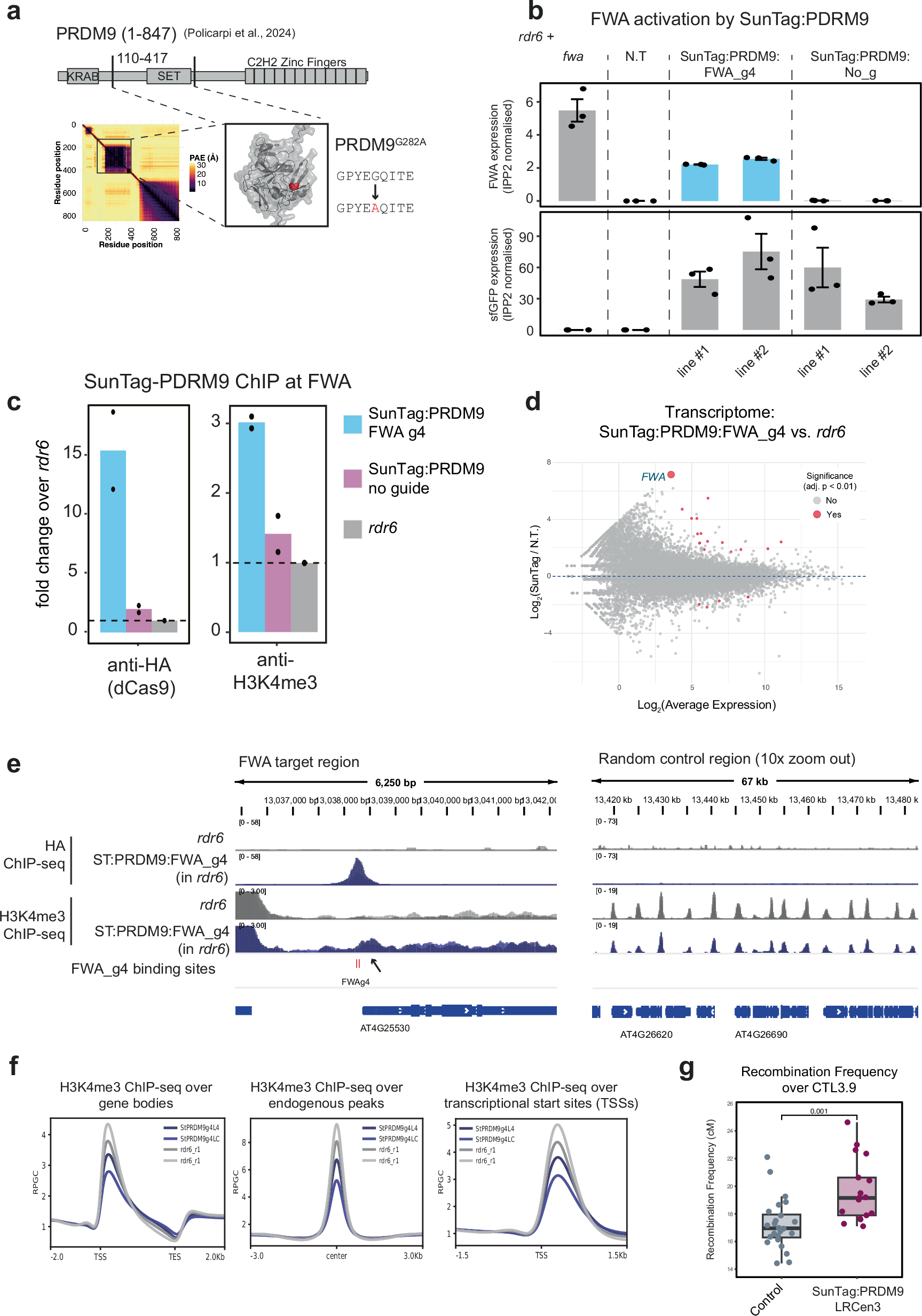 Fig. 4: SunTag-PRDM9 is sufficient for activation of FWA.