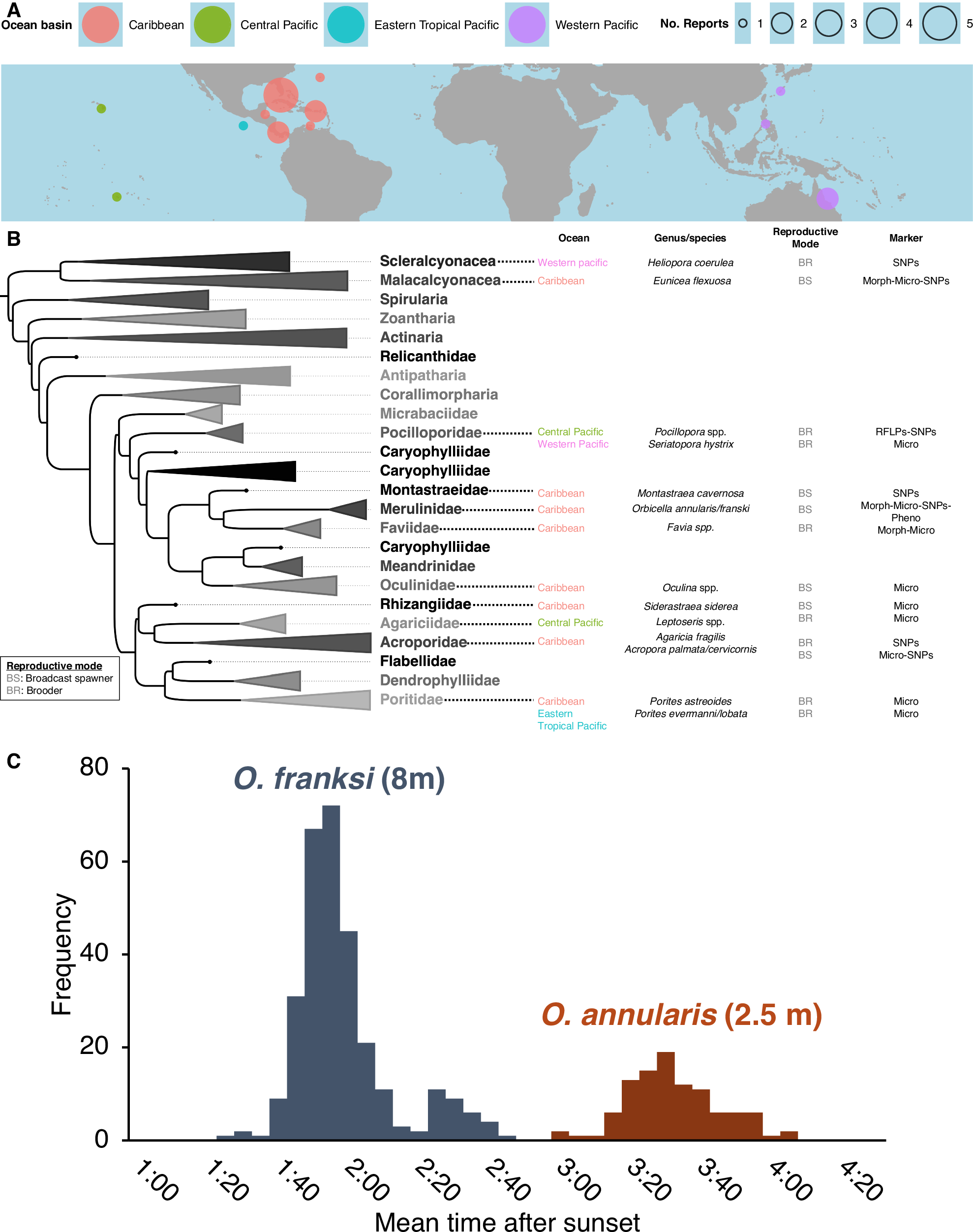 サンゴの種分化を引き起こす分子メカニズムを解明(URI researchers uncover molecular mechanisms behind speciation in corals)