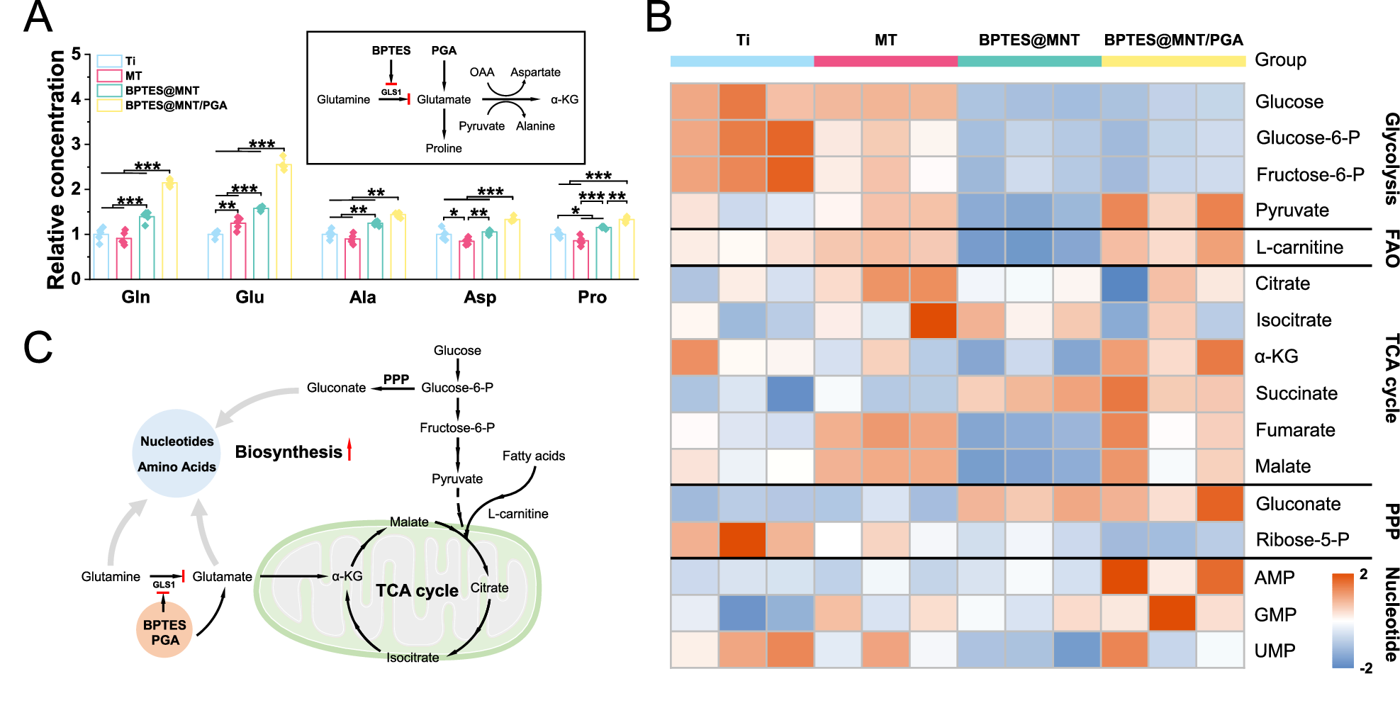 Fig. 5: BPTES@MNT/PGA regulated the metabolic profile of non-senescent MSCs.