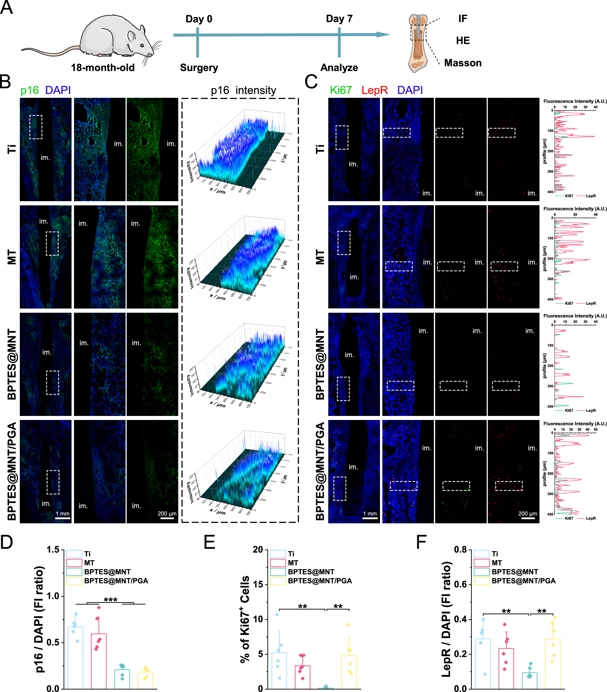 Fig. 7: BPTES@MNT/PGA eliminated the senescent cells and promoted the proliferation of endogenous stem cells in vivo.
