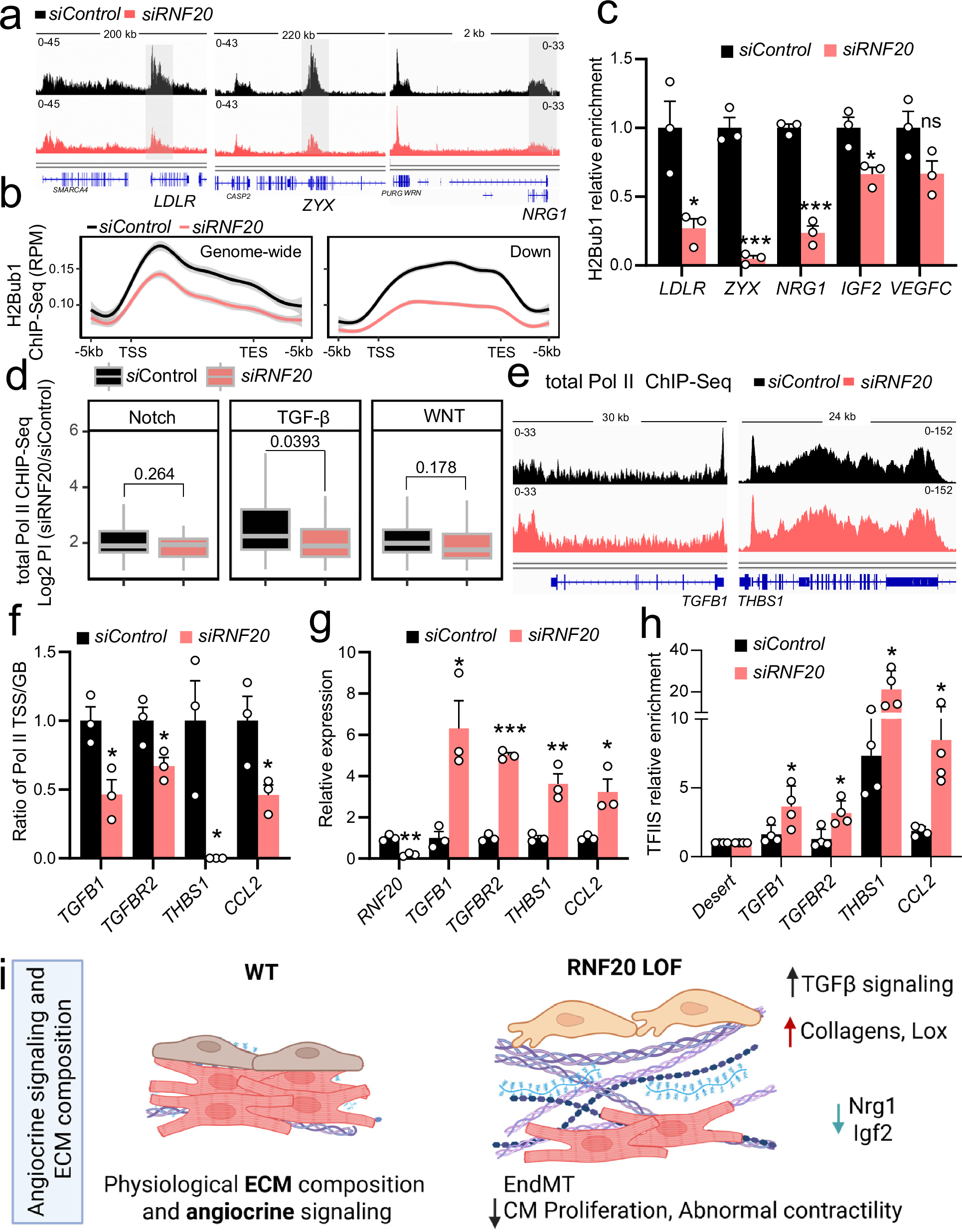 Fig. 10: RNF20 restrains Pol II pause release at TGF-β targets, while promoting growth factor gene expression via H2Bub1.