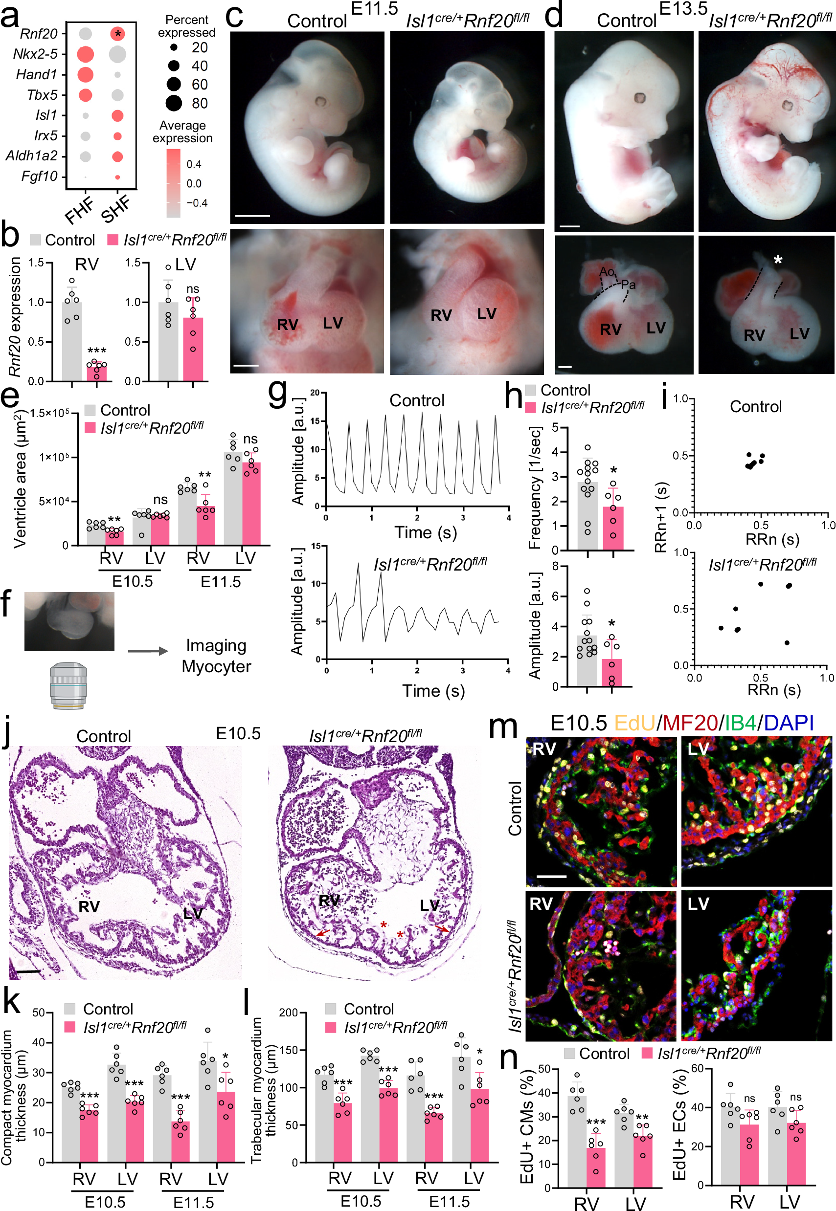 Fig. 2: Defects in SHF development upon Rnf20 ablation in Isl1+ cardiovascular progenitors.