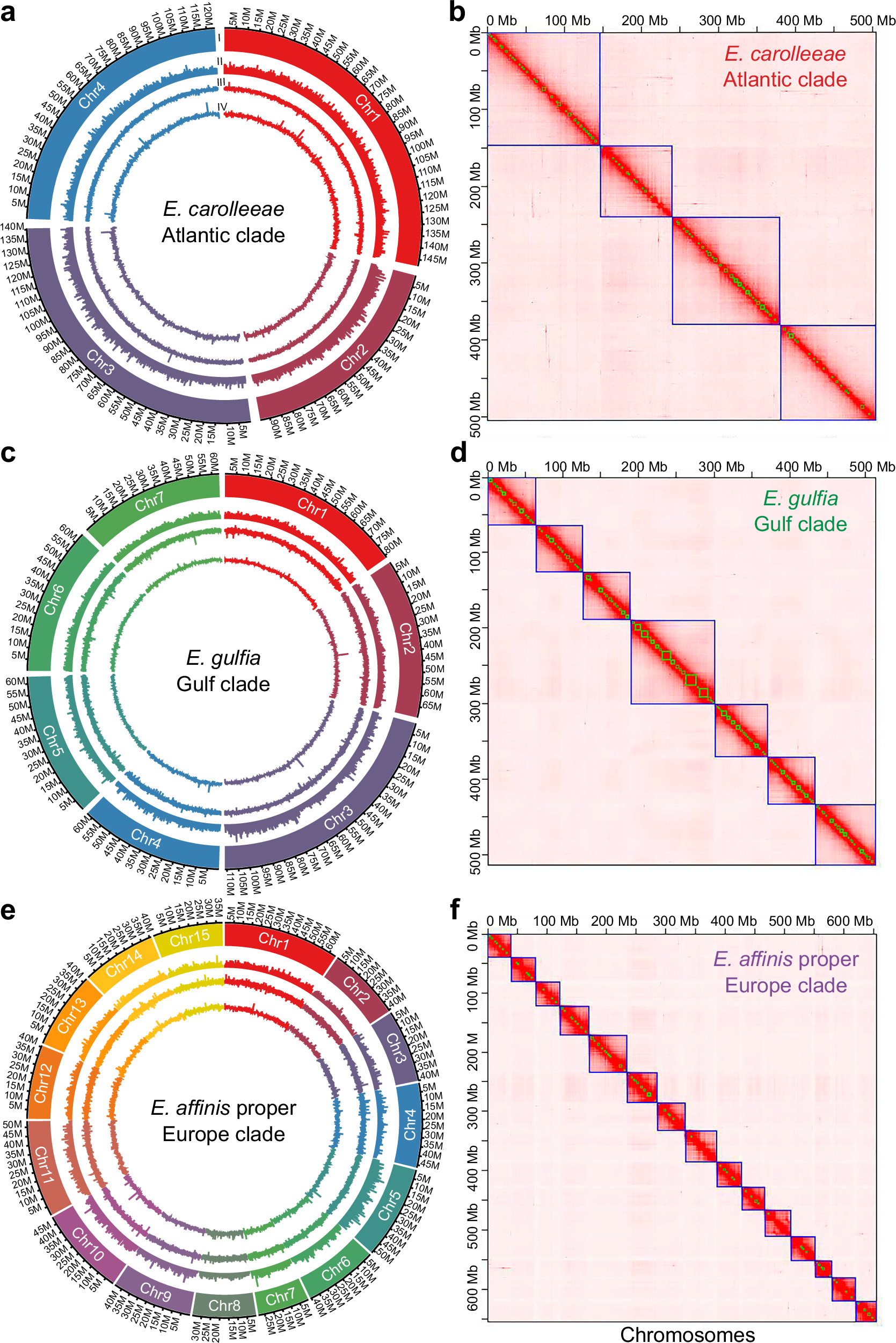 Fig. 2: Distinct genome architectures of three sibling species of the Eurytemora affinis species complex.