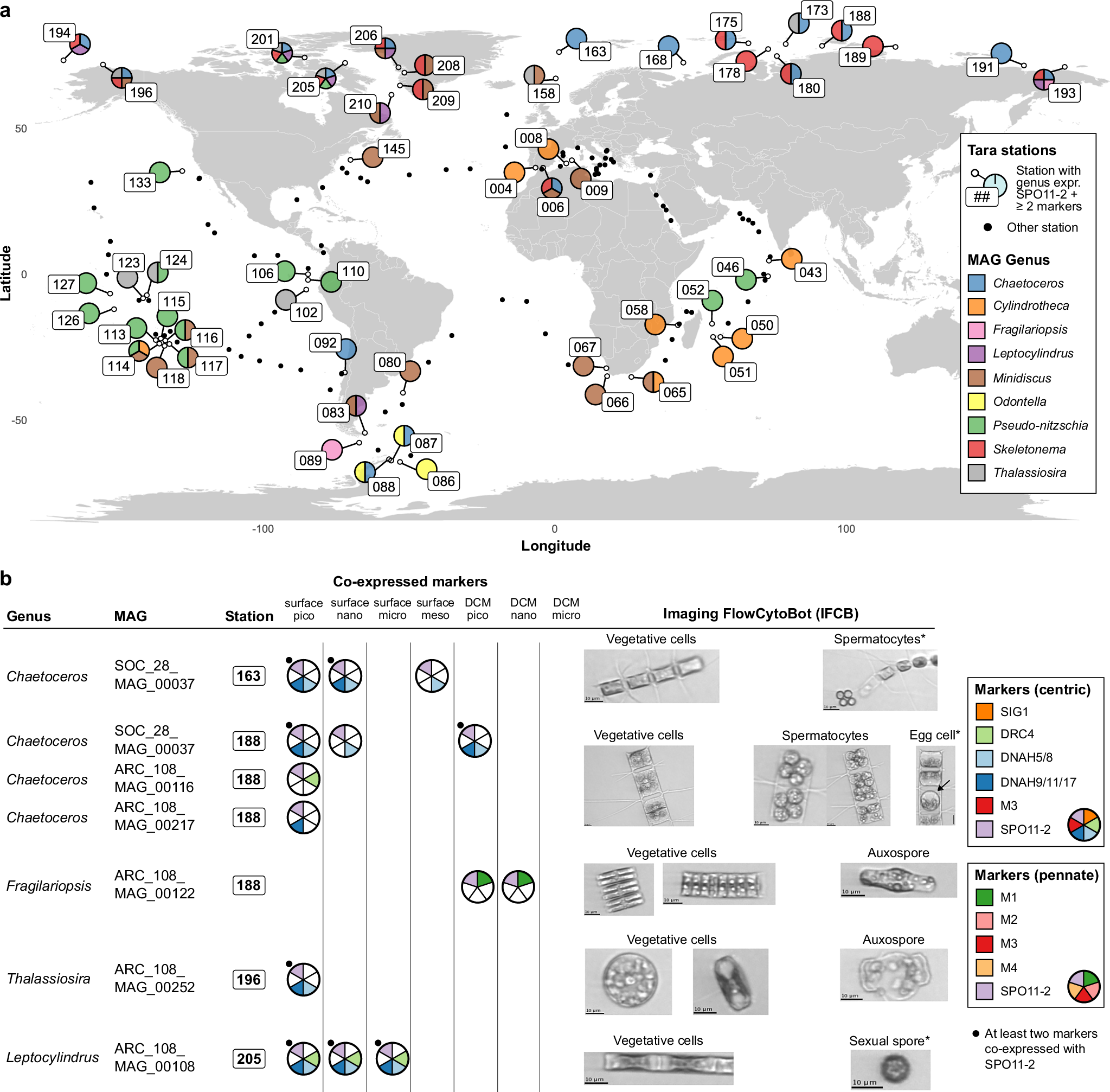Fig. 5: Biogeography, taxonomy and microscopic evidence for sexual reproduction of diatoms in the global ocean.