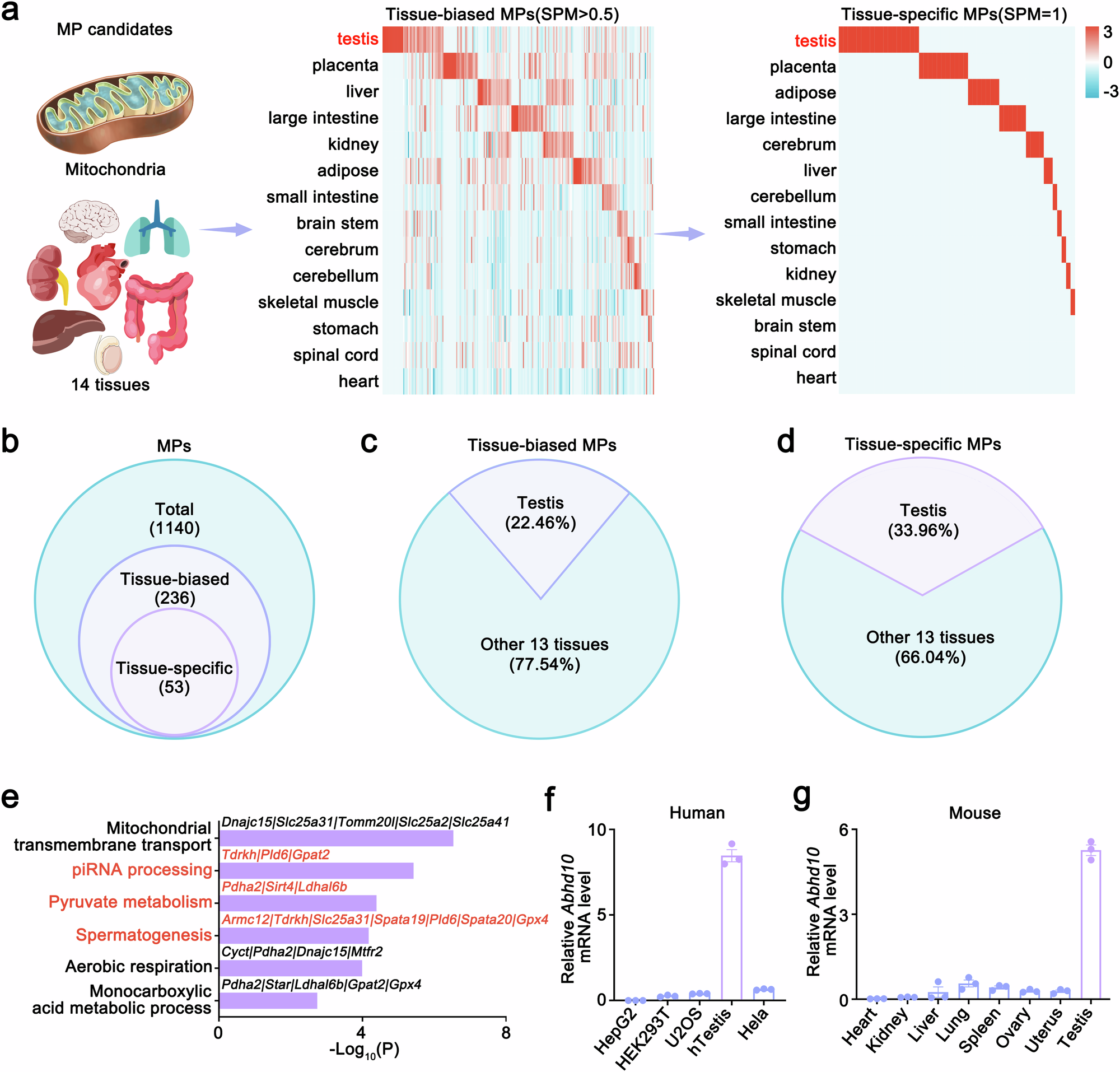 Fig. 1: The screening of testis-specific mitochondrial proteins.