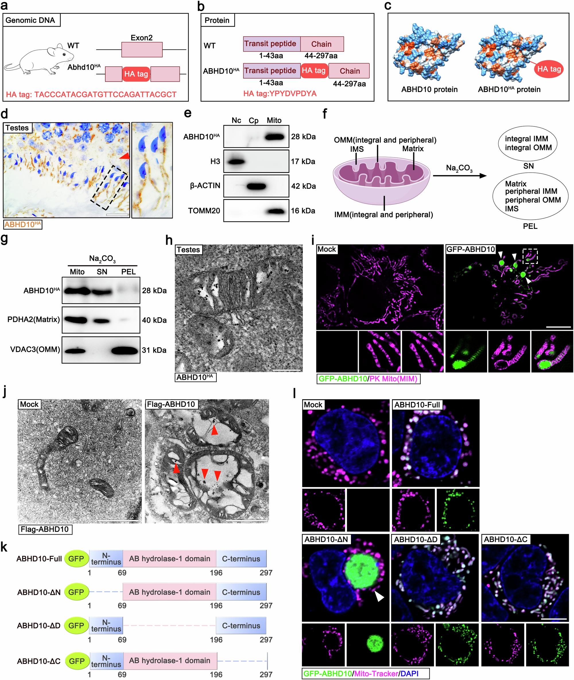Fig. 5: The N-terminus of ABHD10 is required for its mitochondrial localization.