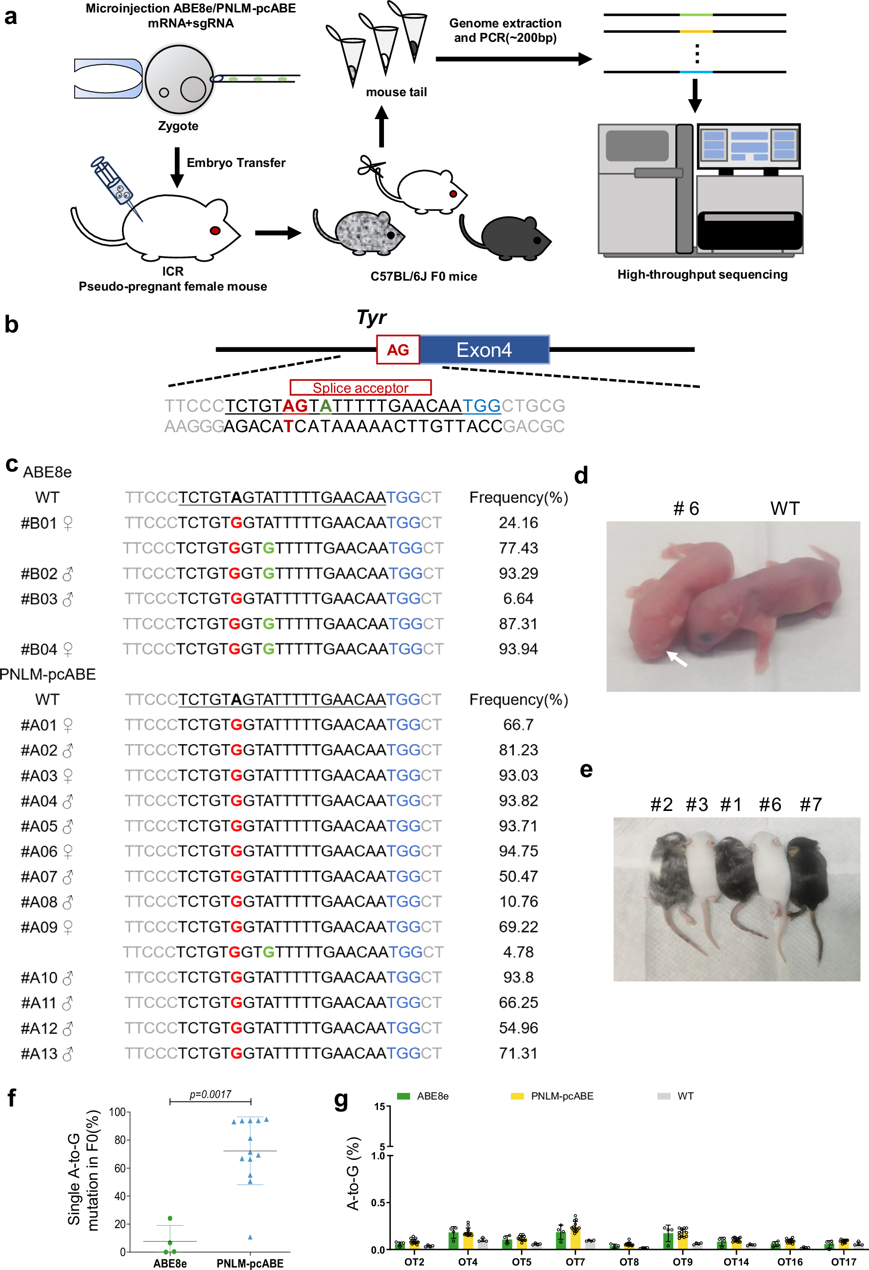 Fig. 6: Generation of albinism mouse models with high precision using PNLM-pcABE.