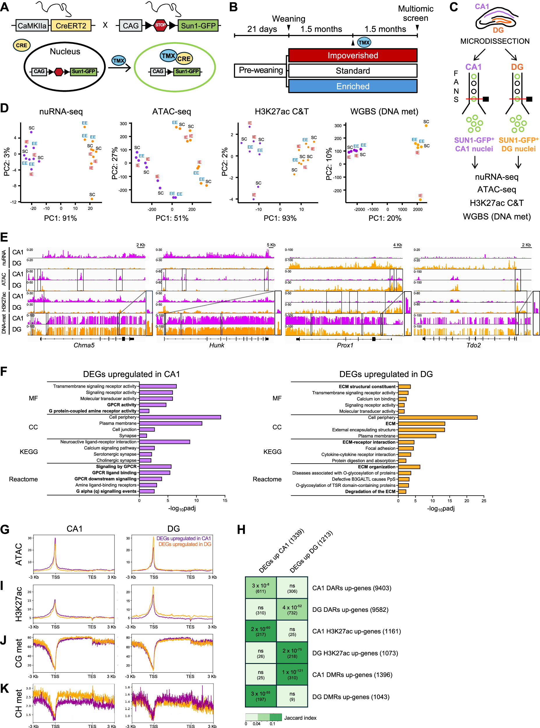 Fig. 2: Multiomic analysis reveals profound and correlated differences in transcriptional and epigenetic profiles between CA1 pyramidal neurons and DG granule neurons.