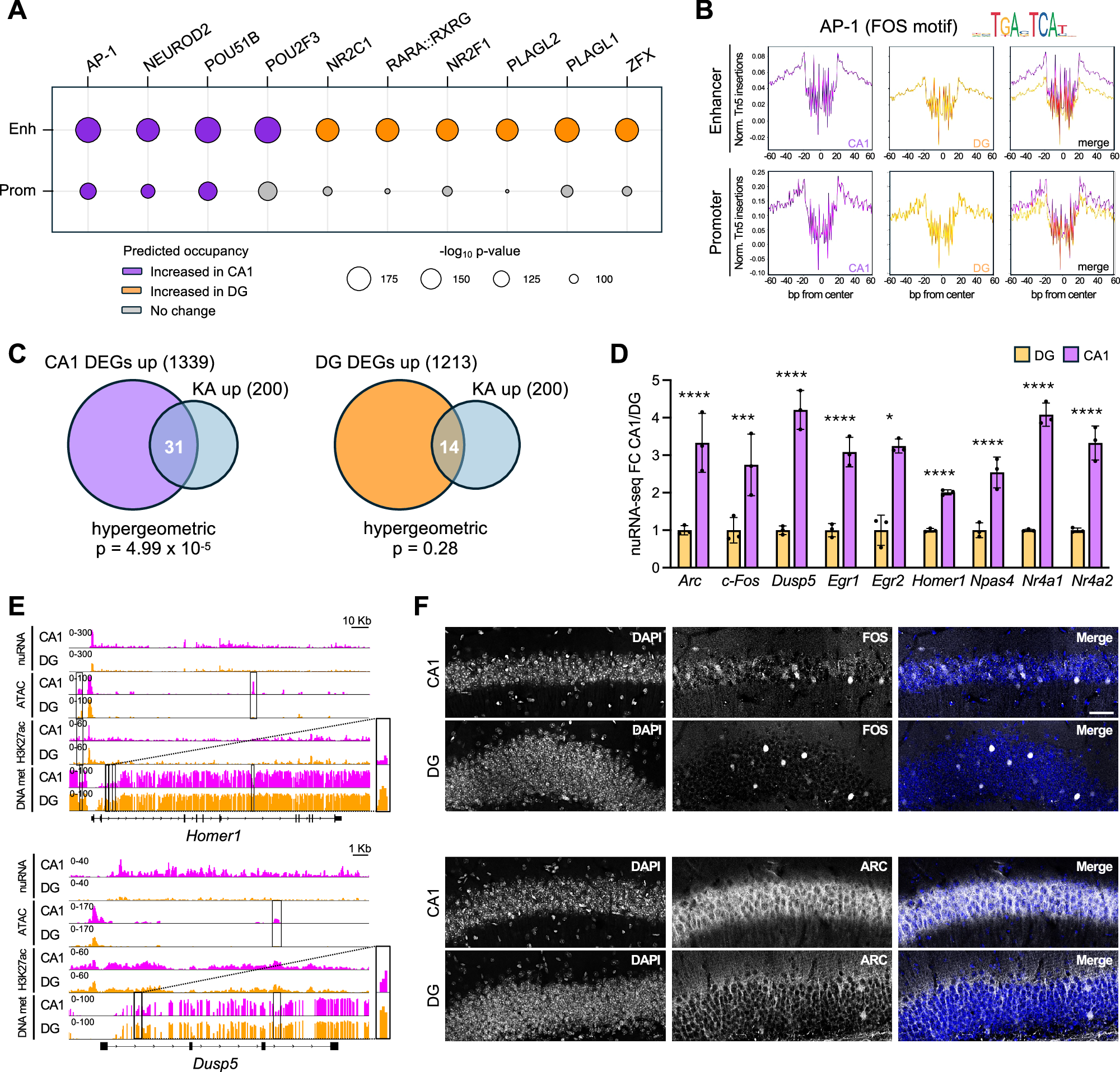 Fig. 3: CA1 pyramidal neurons exhibit higher expression of the activity-induced transcriptional program than DG granule neurons.
