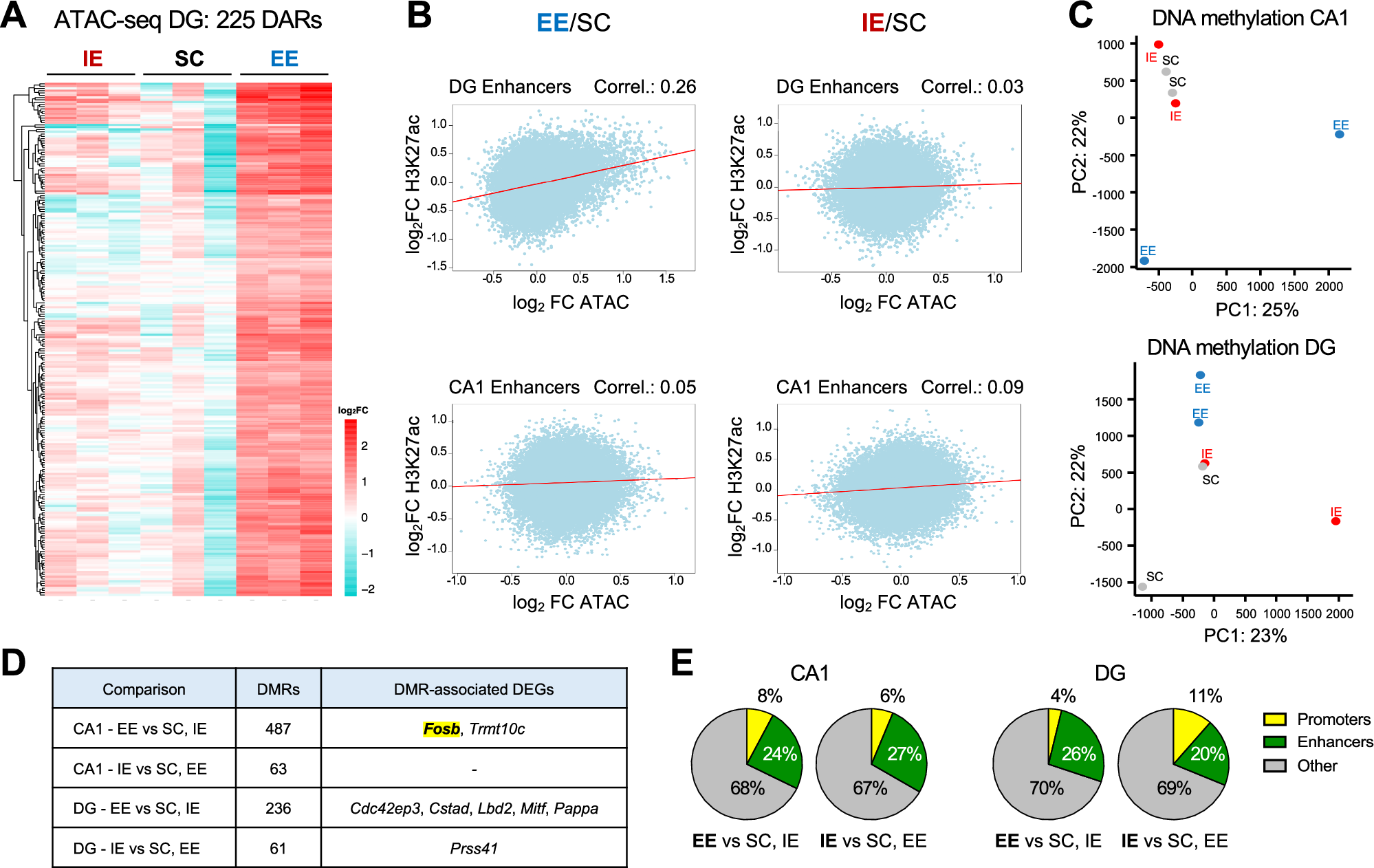 Fig. 5: EE modulates chromatin accessibility and DNA methylation in subsets of granule neurons enhancers.