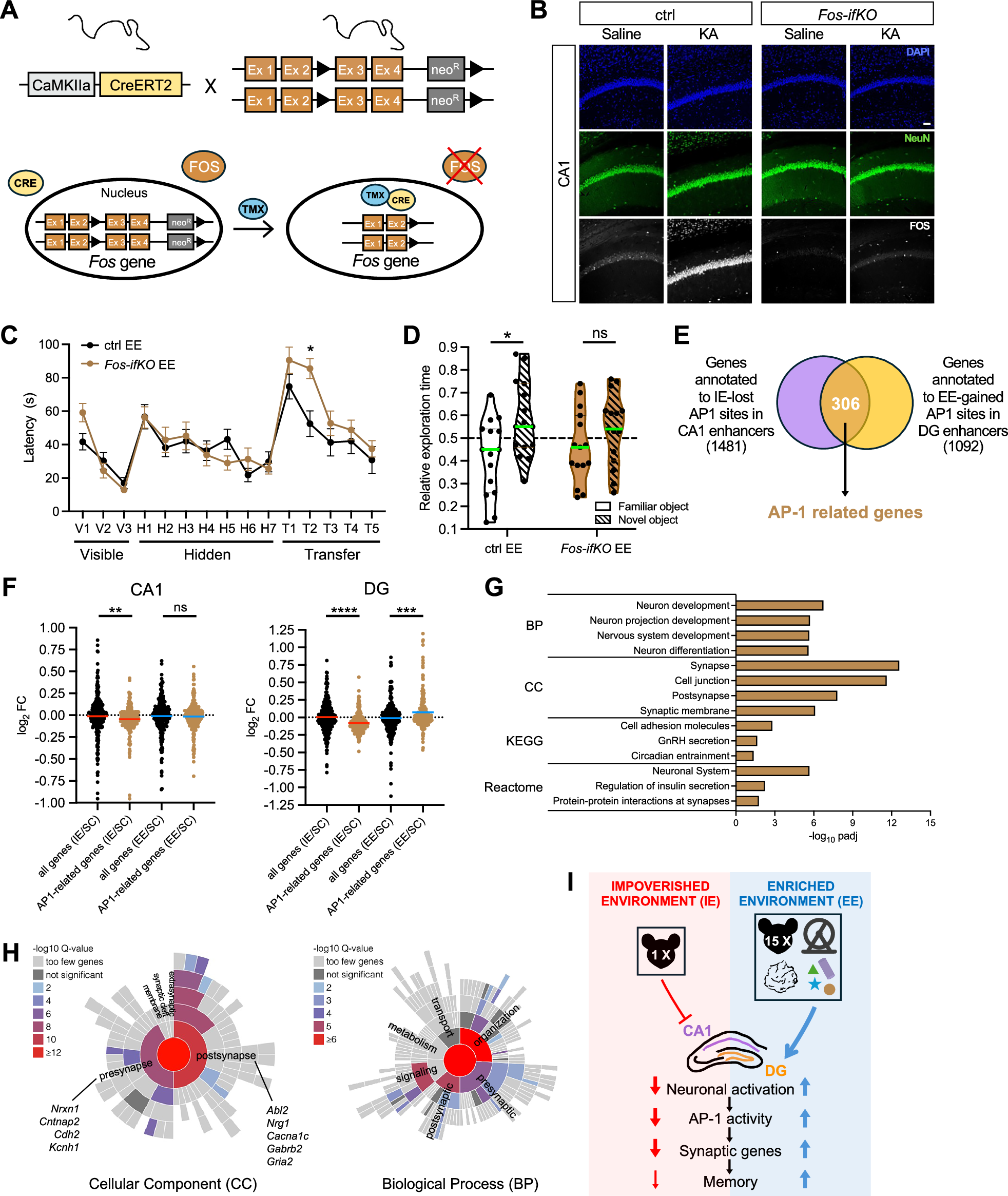 Fig. 7: Fos is required for EE-induced cognitive enhancement.