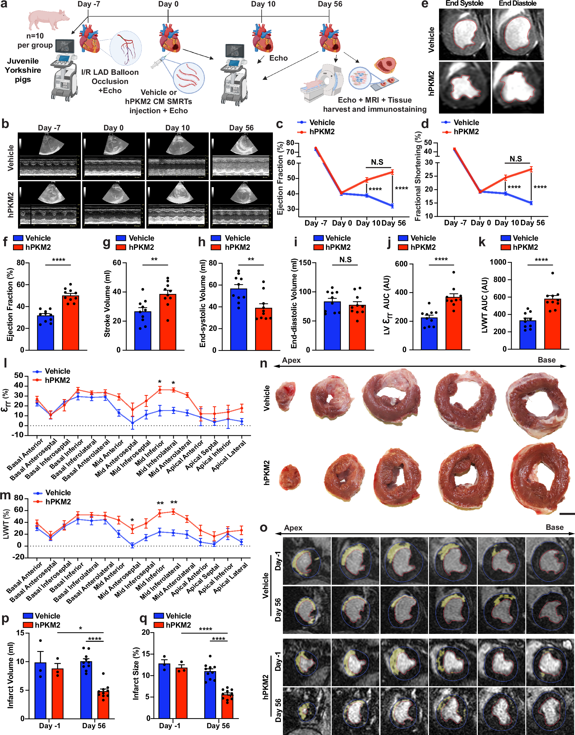 Fig. 3: Intramyocardially injected hPKM2 CM SMRTs improved cardiac function and reduced infarct size in an I/R model using Juvenile Yorkshire pigs.