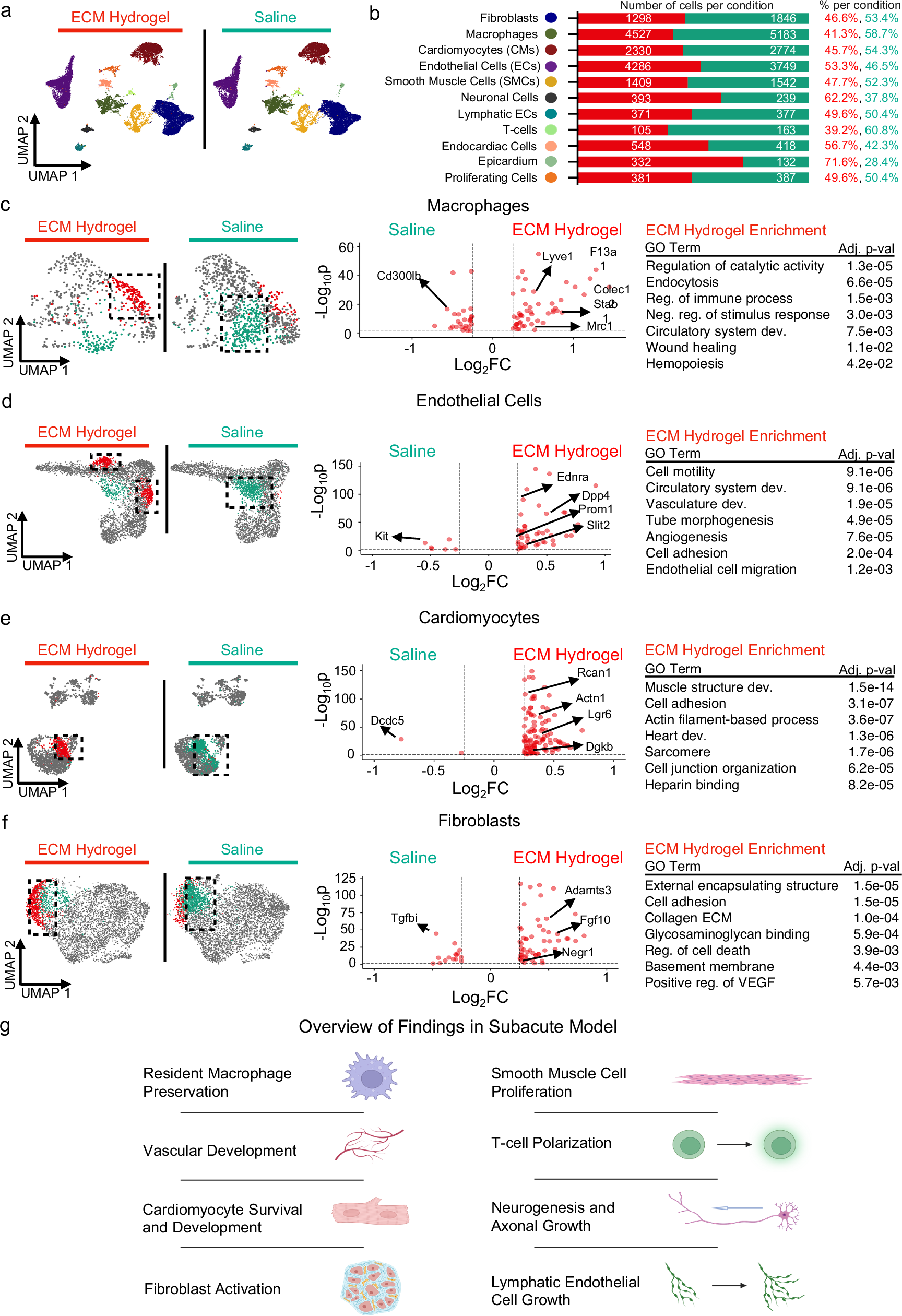 Fig. 2: ECM hydrogel promotes macrophage activation, neovascularization, cardiomyocyte development gene activation, and fibroblast activation in a subacute MI model.