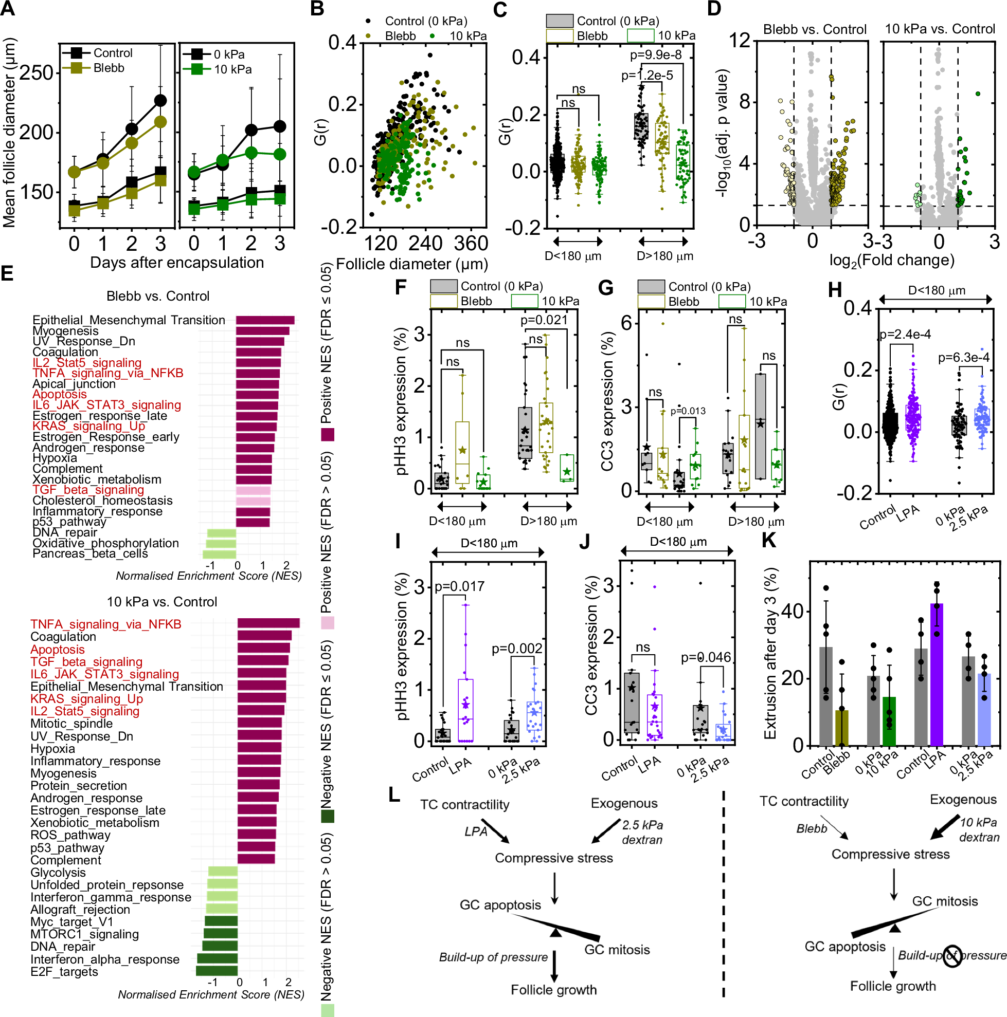 Fig. 7: Attenuated or excessive compressive stress leads to reduced follicle growth.