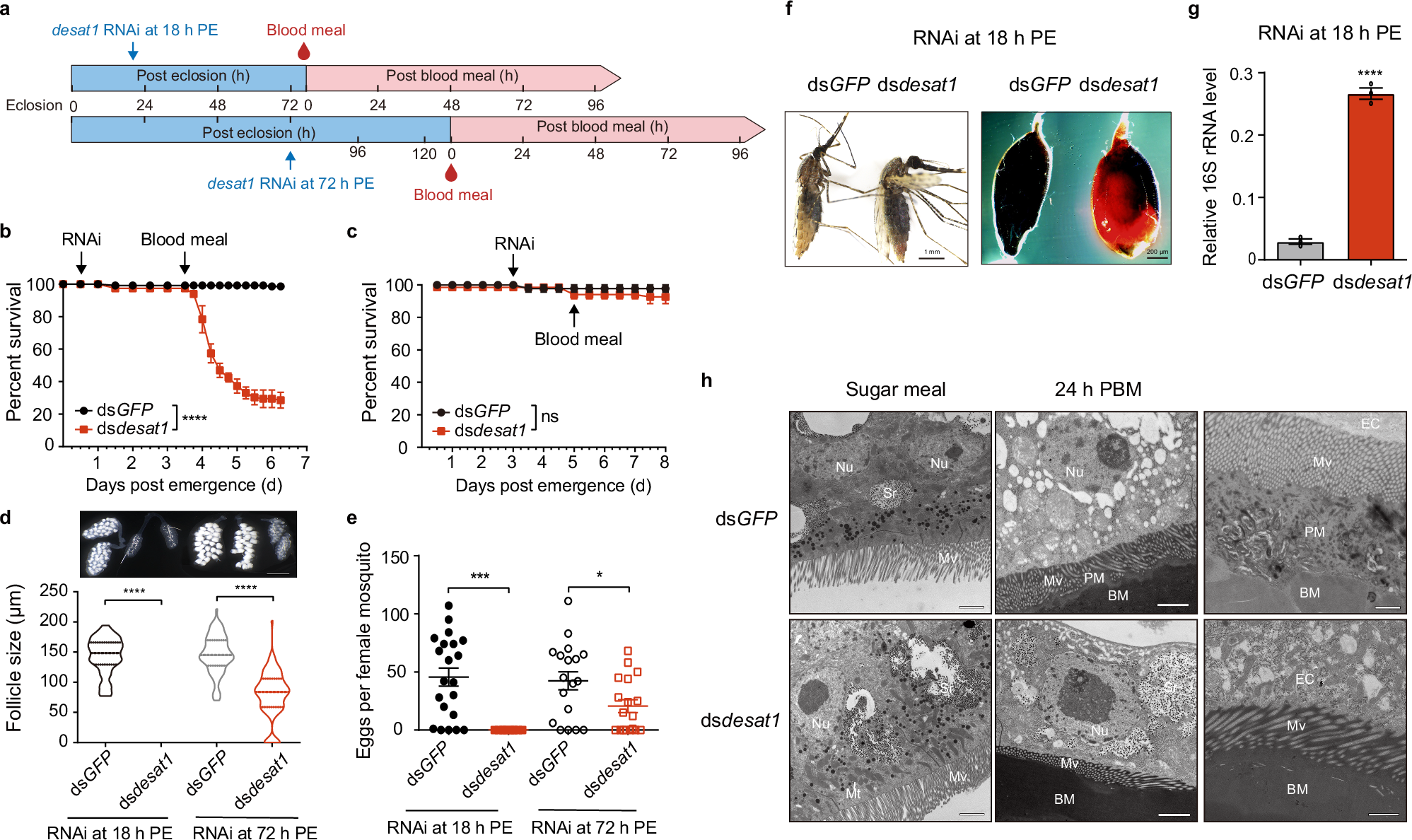 Fig. 1: desat1 knockdown of newly-emerged female mosquitoes leads to blood-induced lethality, reduced fecundity, and absence of the peritrophic matrix.