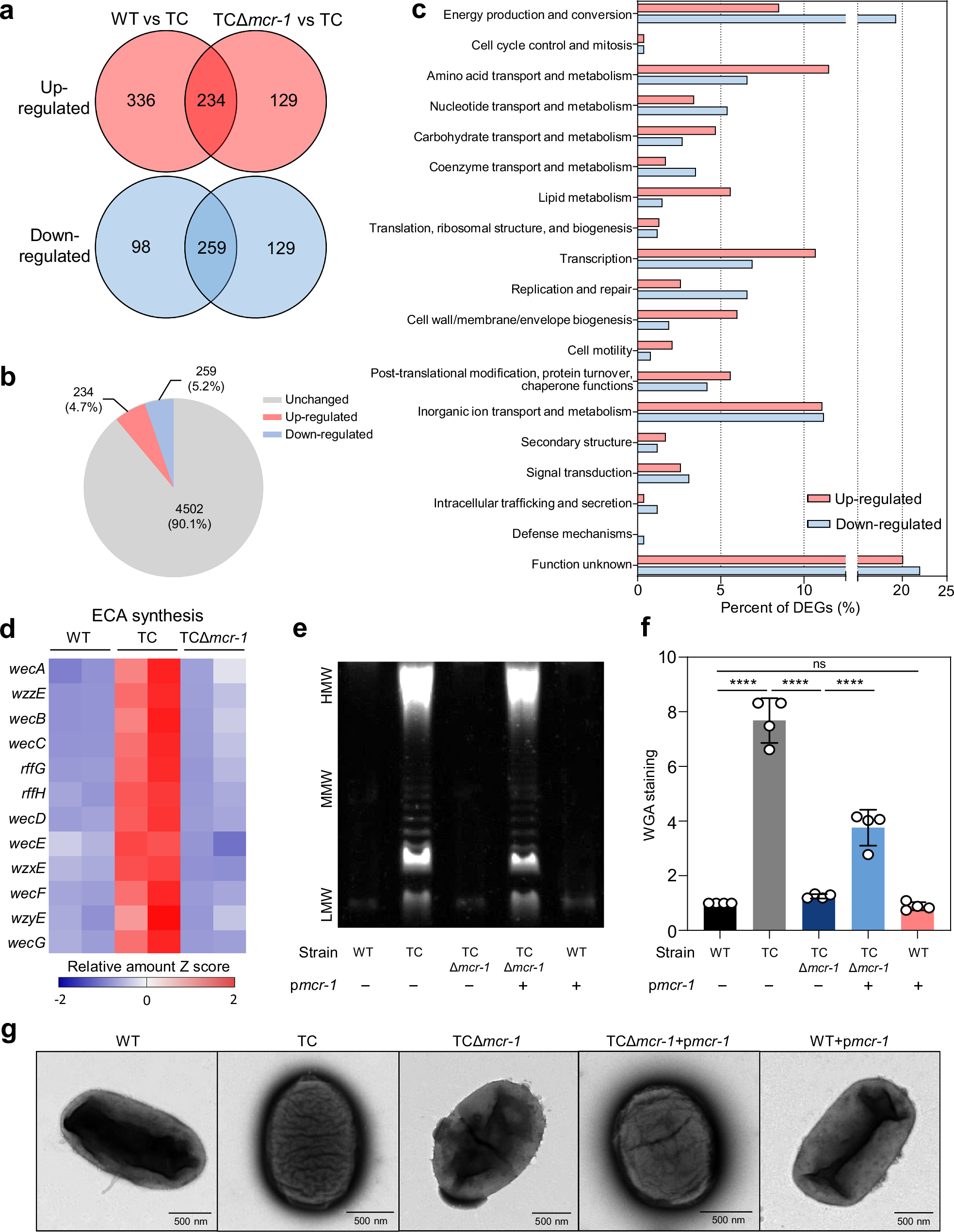 Fig. 1: MCR-1 reverses the rough phenotype and induces surface polysaccharide synthesis in E. coli.