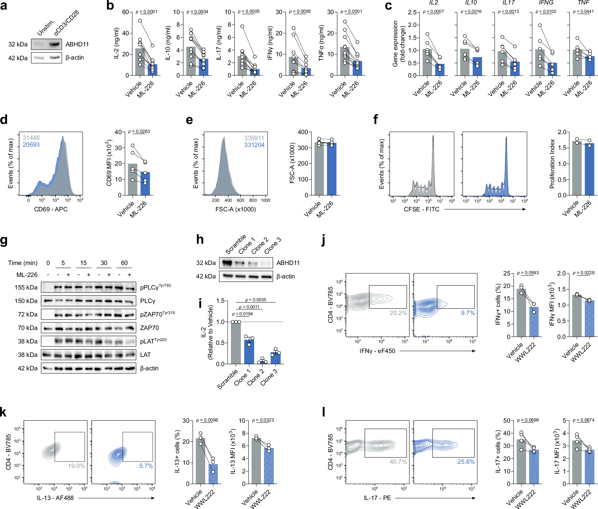 自己免疫疾患治療に有望な新たな標的を発見(New research uncovers promising target for autoimmune disease treatment)