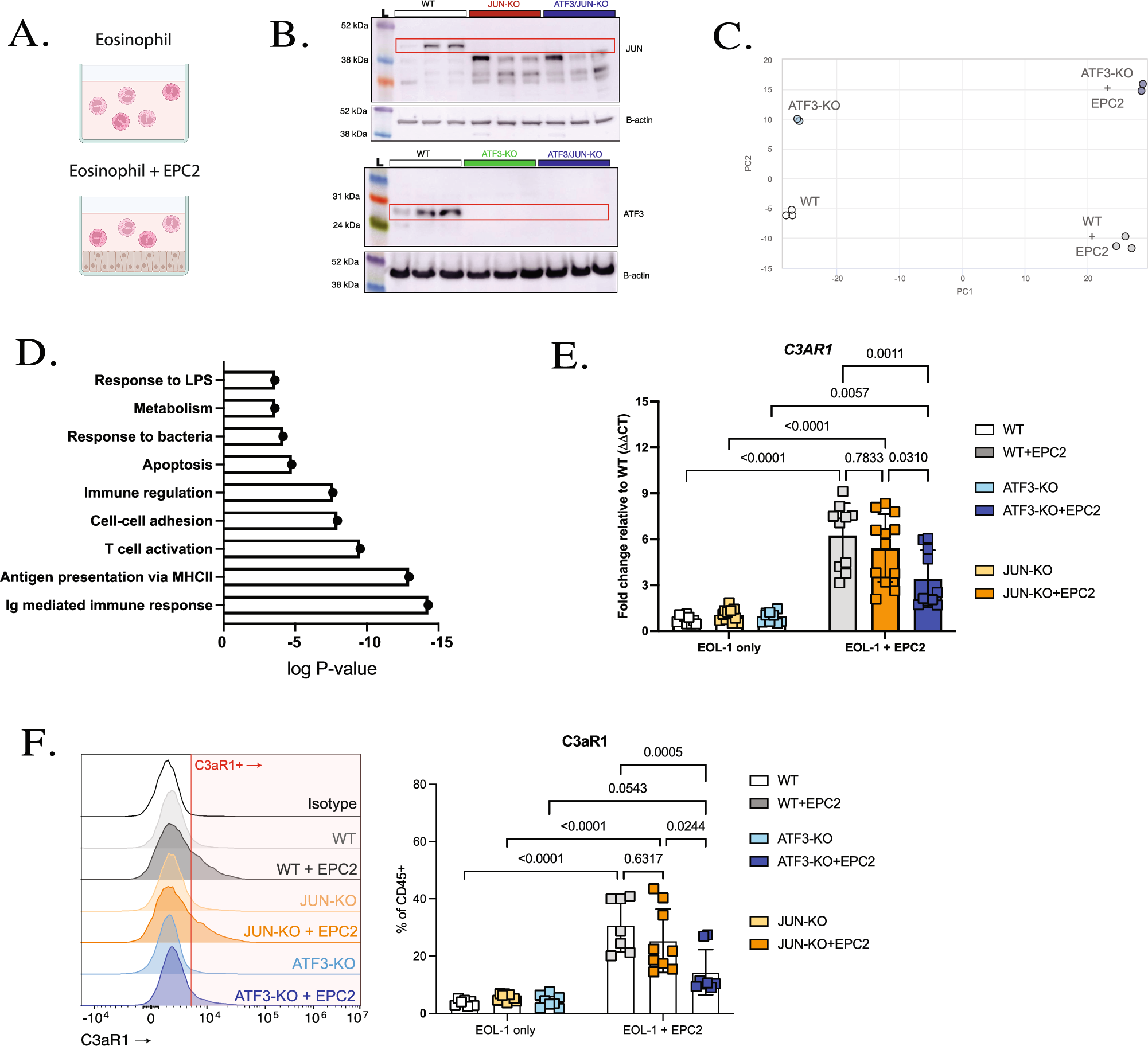 Fig. 4: Impact of esophageal microenvironment on eosinophil phenotype.