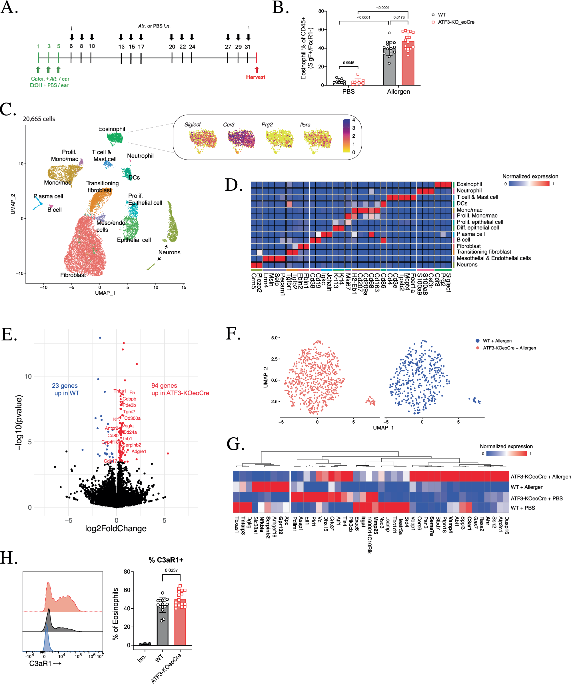 Fig. 5: Esophageal eosinophil levels in ATF3-KOeoCre mice.