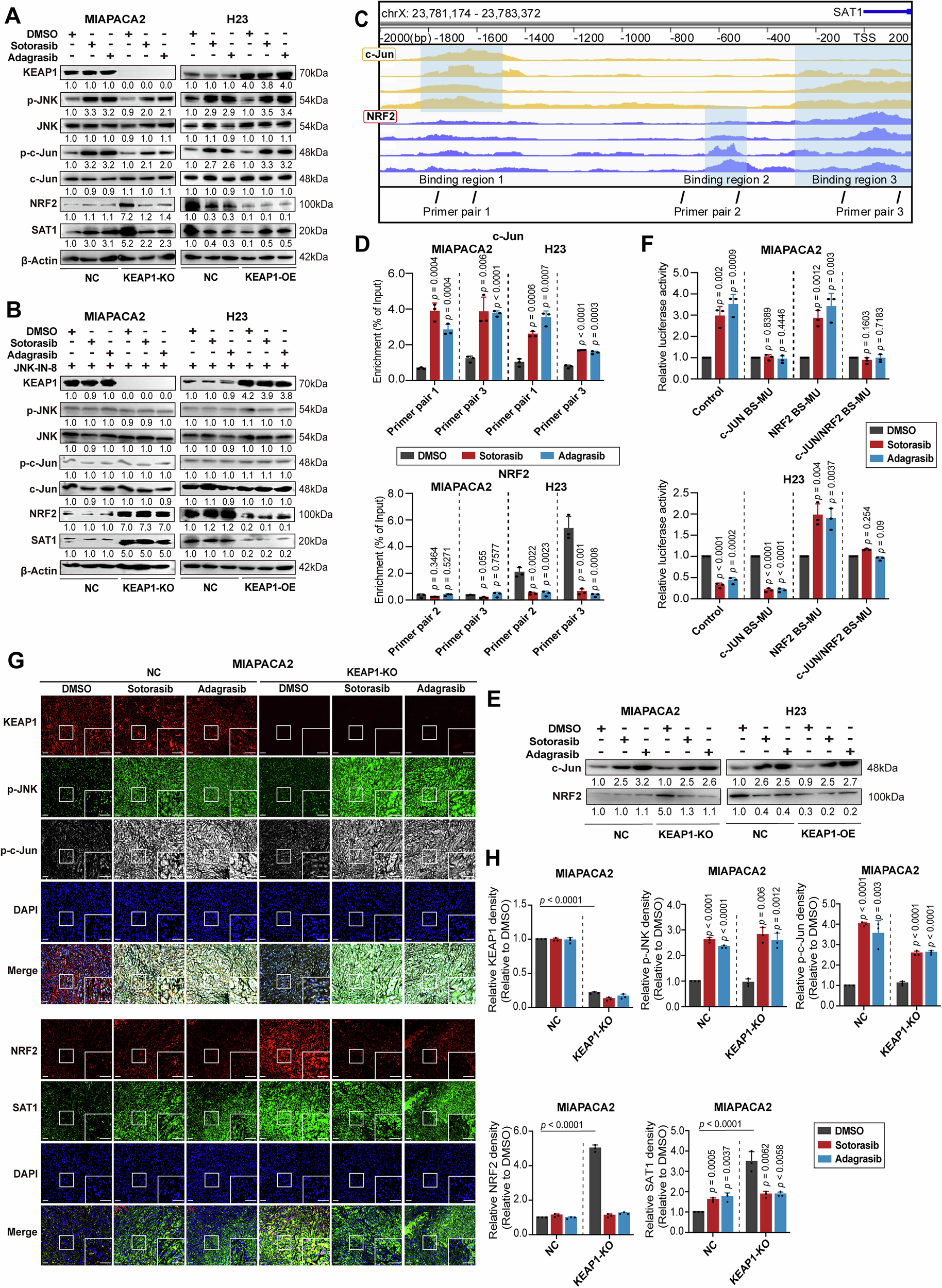 Fig. 5: KRAS inhibitors modulate SAT1 expression through JNK/NRF2/SAT1 and JNK/c-Jun/SAT1 pathways.