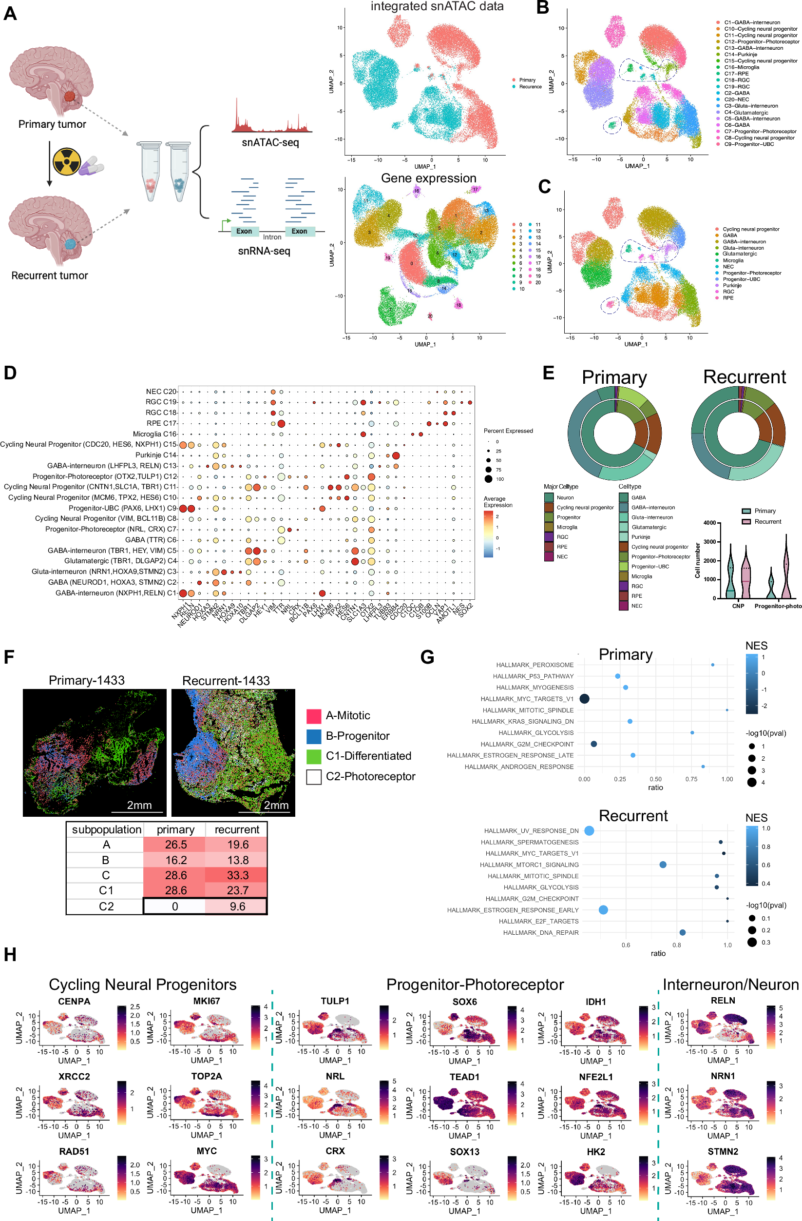 Fig. 1: scMultiome-sequencing of matched primary and recurrent medulloblastoma.