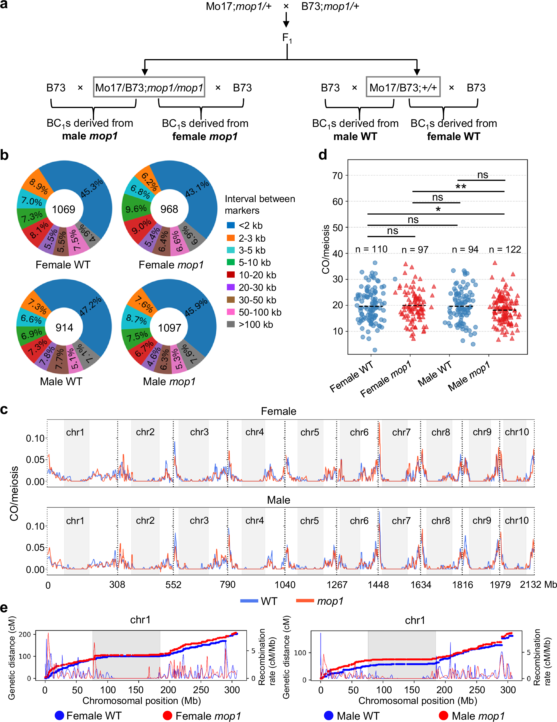 Fig. 1: Male mop1 mutants show reduced crossover (CO) numbers compared to female mop1 mutants.