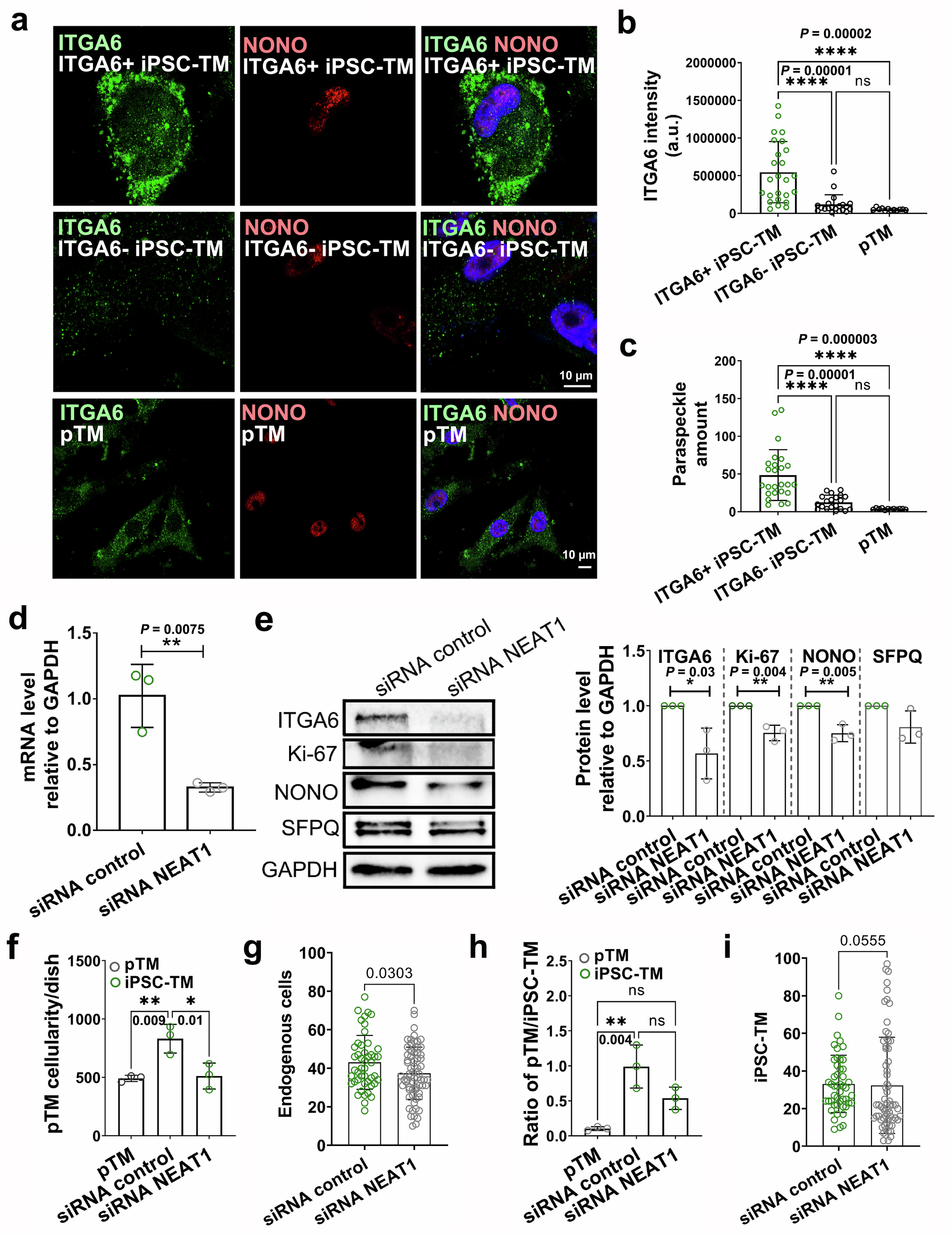 Fig. 7: Role of NEAT1 in the induction of pTM proliferation.