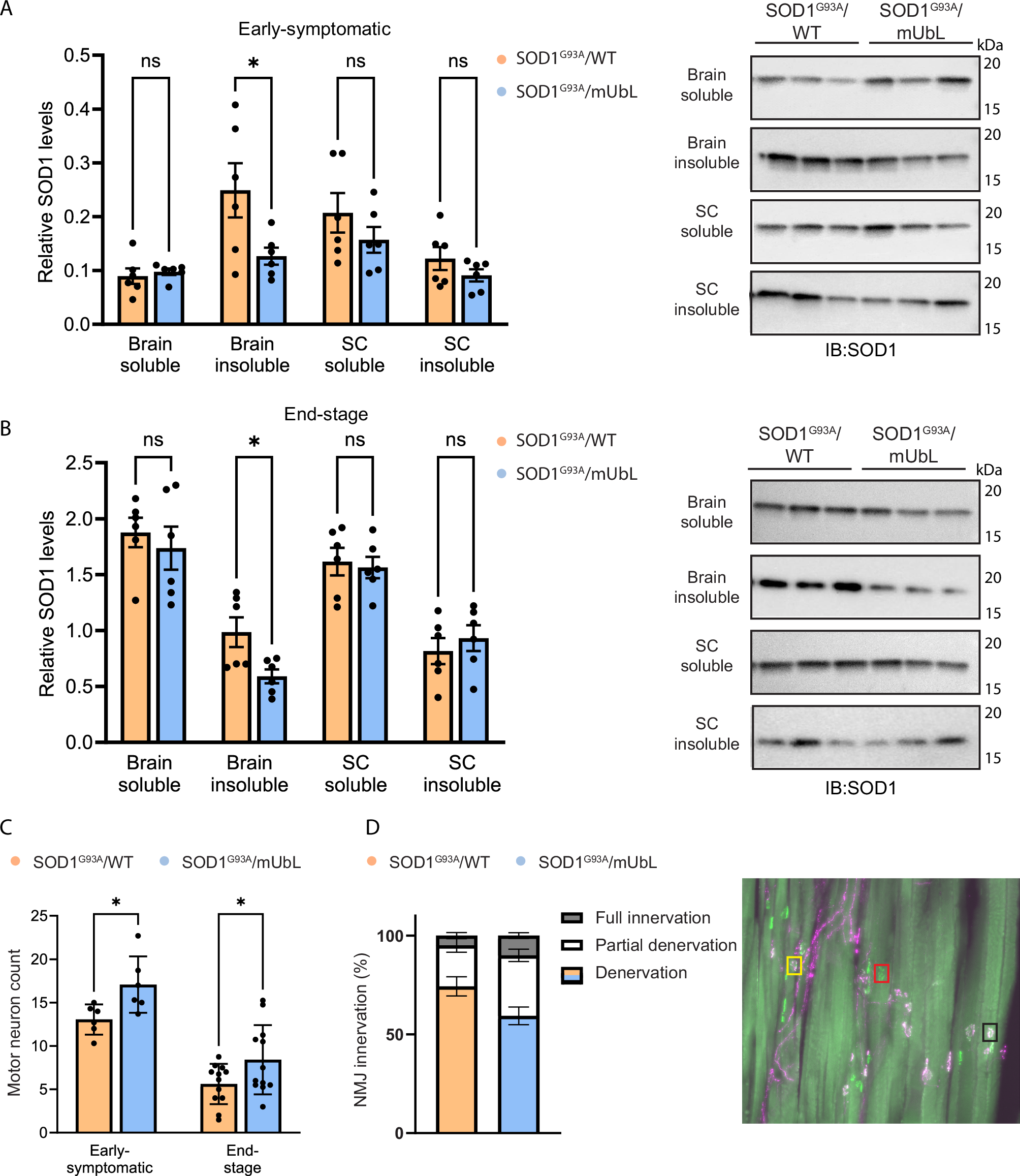Fig. 6: Expression of MisfoldUbL in brain and spinal cord neurons results in a reduction of insoluble SOD1, protection of motor neurons and a preservation of neuromuscular junctions in SOD1G93A mice.