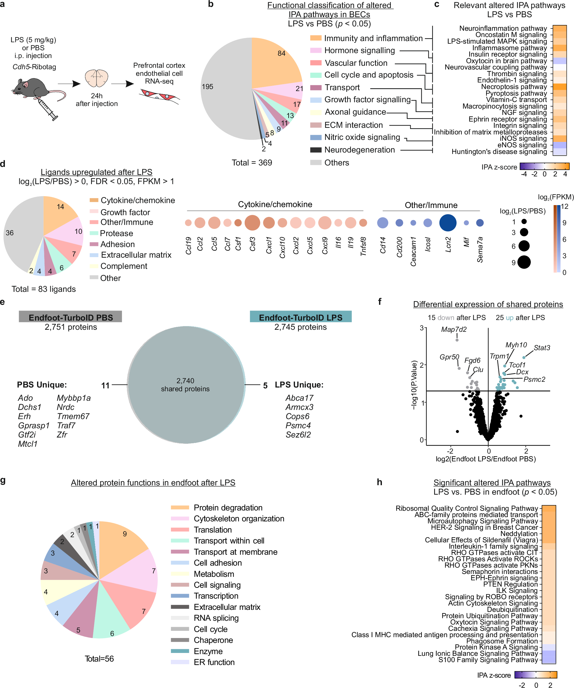Fig. 3: BEC and astrocyte endfoot molecular changes during peripherally induced neuroinflammation.