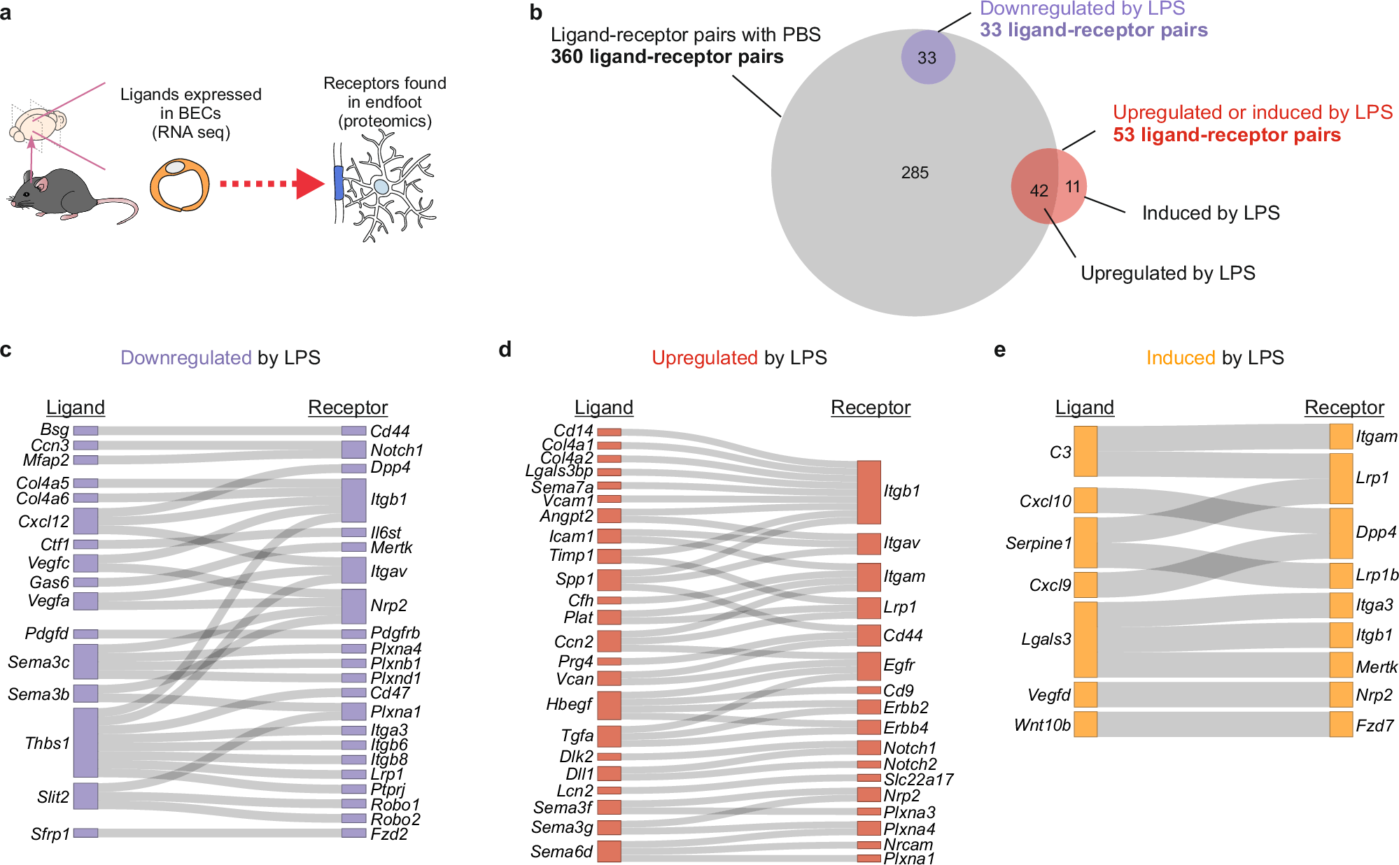 Fig. 4: Ligand-receptor pairs between BECs and astrocyte endfeet and their modulation during peripheral inflammation.