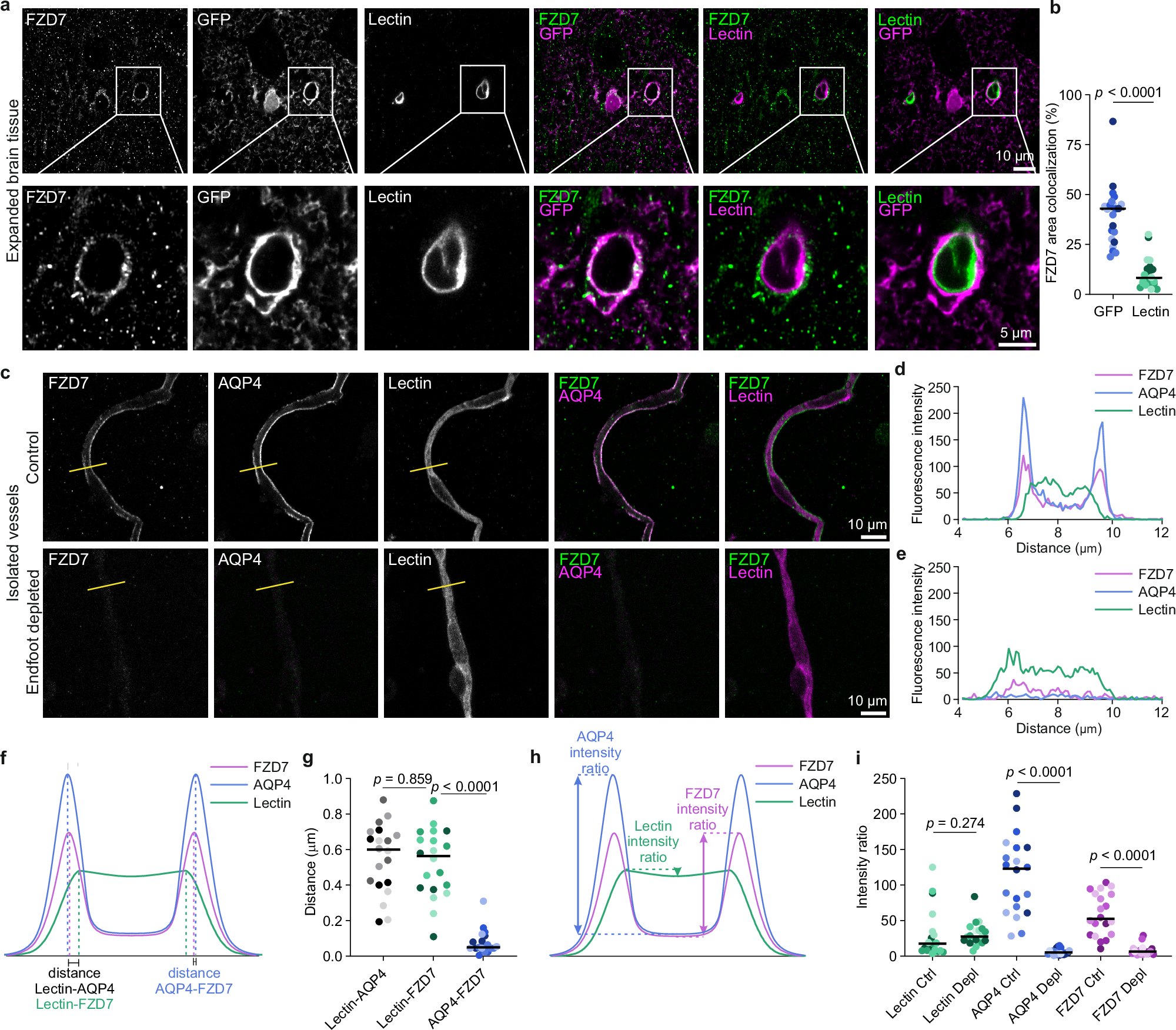 Fig. 5: Validation of FZD7 localization in astrocyte endfeet.