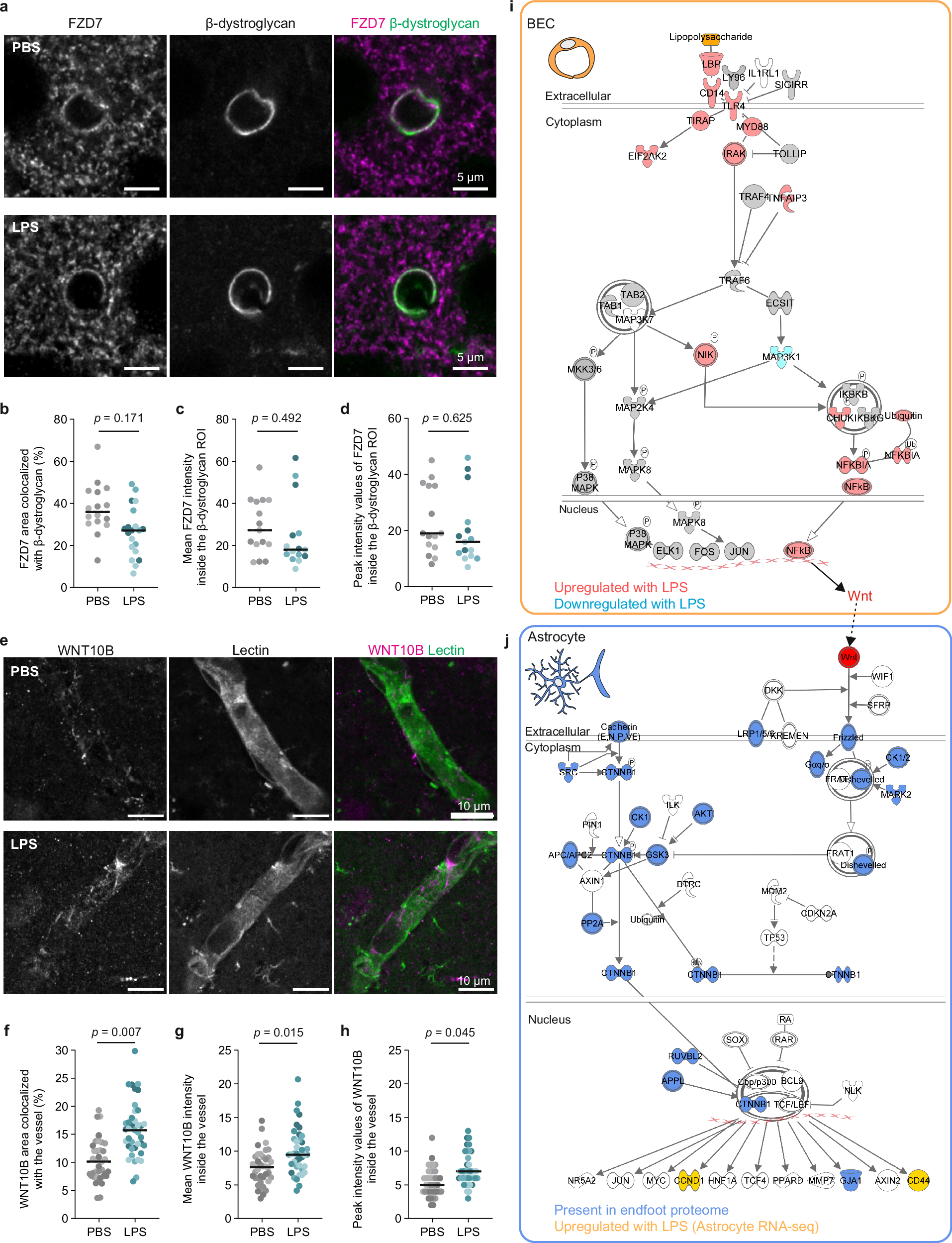 Fig. 6: WNT10B-FZD7 signaling between BECs and astrocyte endfeet during peripheral inflammation.