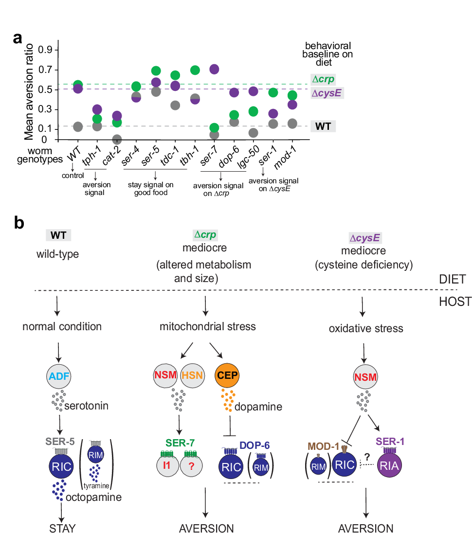 Fig. 8: Summary and model of how C. elegans distinguishes food quality.