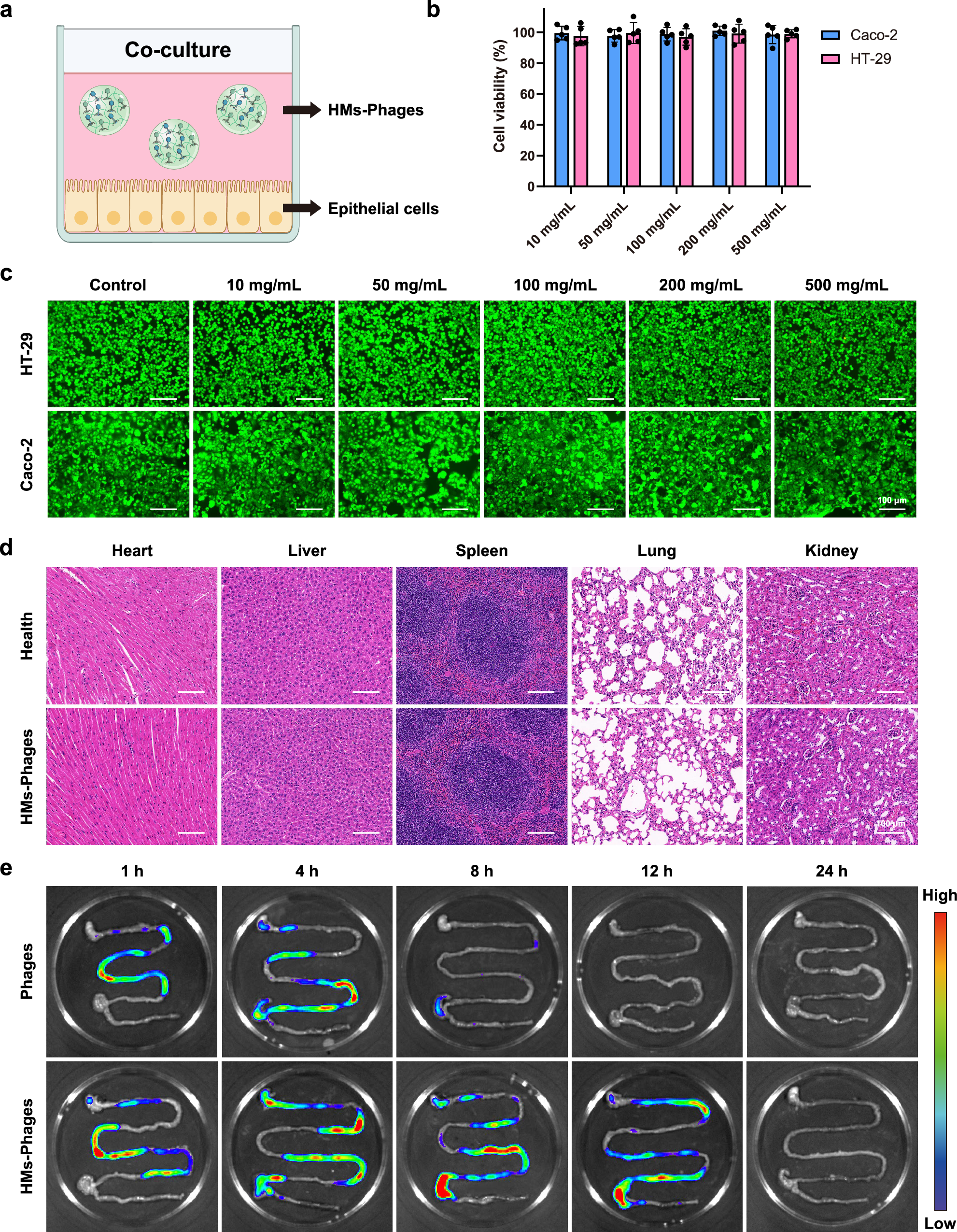 Fig. 5: Biosafety and intestinal retention of HMs-Phages.