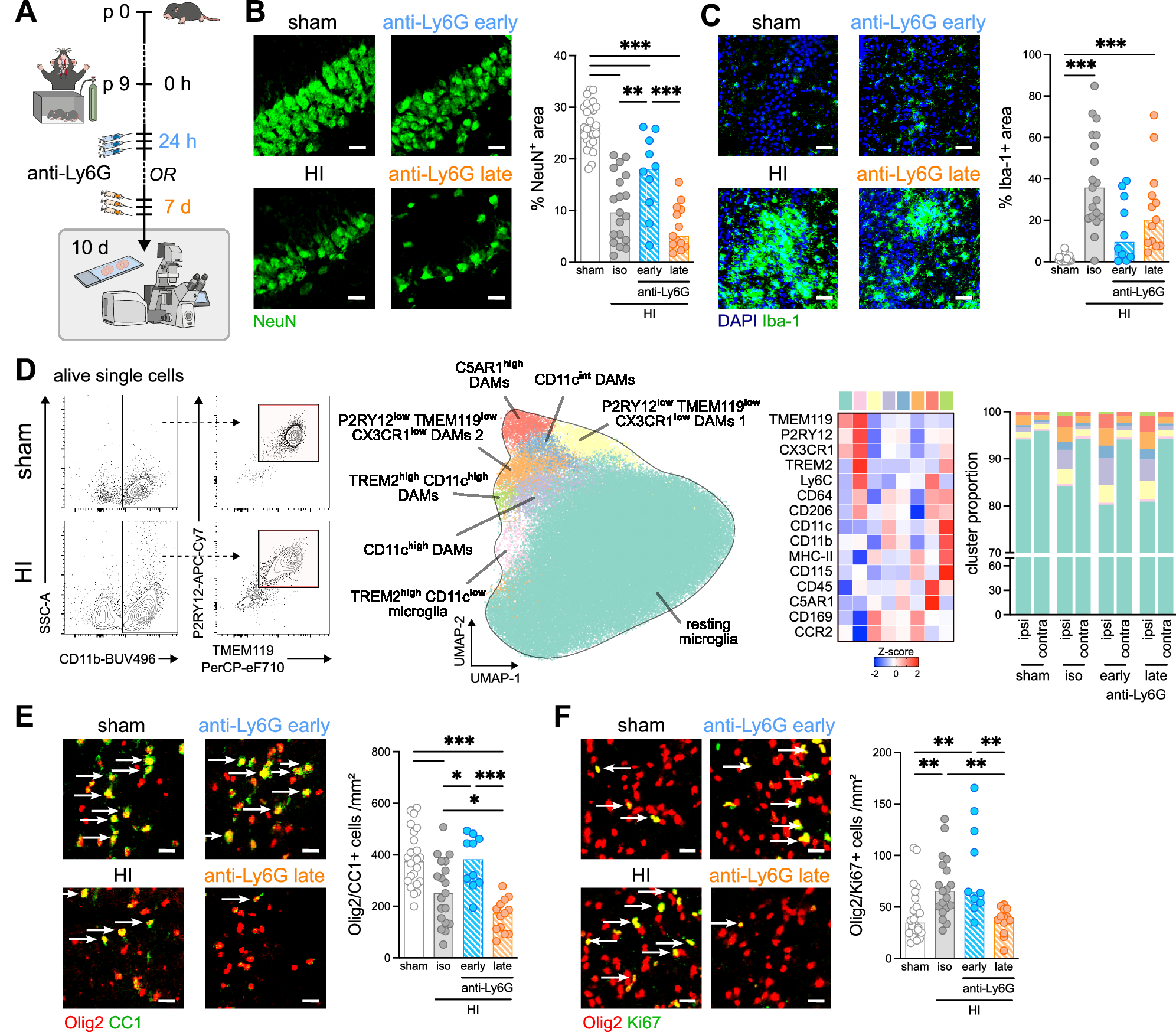 Fig. 4: Dichotomous impact of early and late brain-infiltrating neutrophils on neonatal HI-induced brain injury and repair.