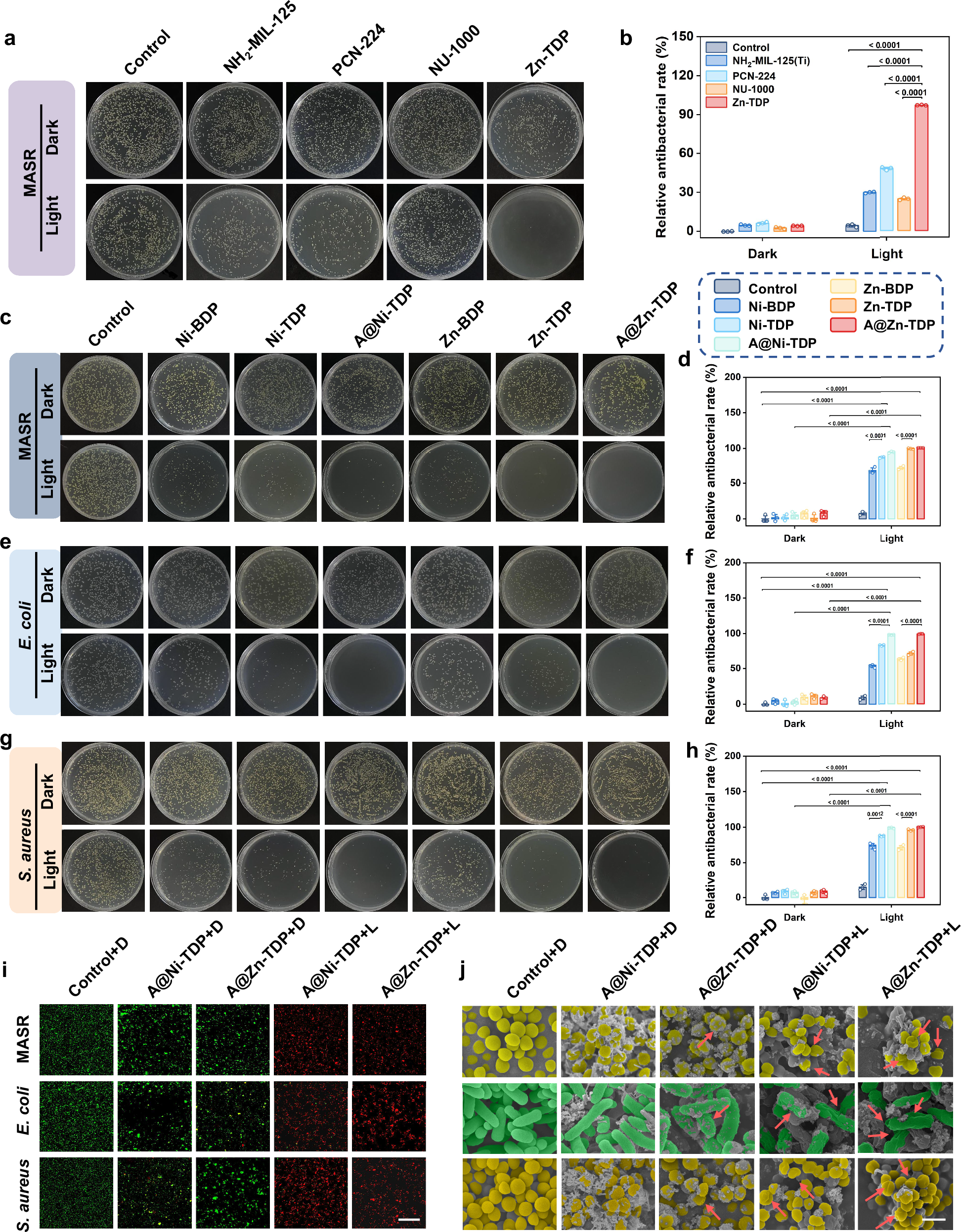 Fig. 4: In vitro evaluation of antibacterial activity against planktonic bacteria.