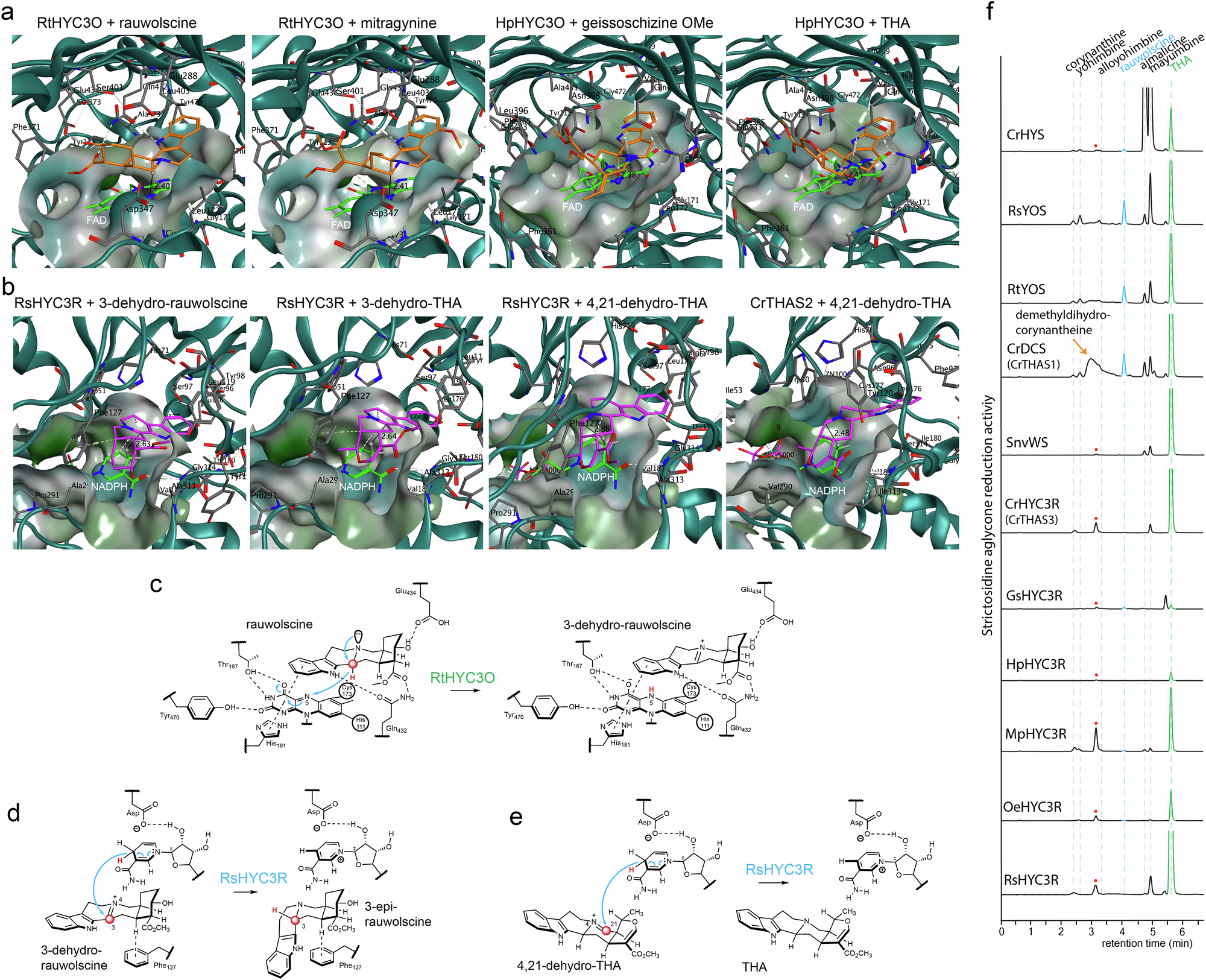 Fig. 4: Homology modeling and substrate docking experiments reveal the basis for substrate promiscuity of HYC3Os and dual catalytic activity of HYC3Rs for both 3-dehydro MIA and strictosidine aglycone substrates.