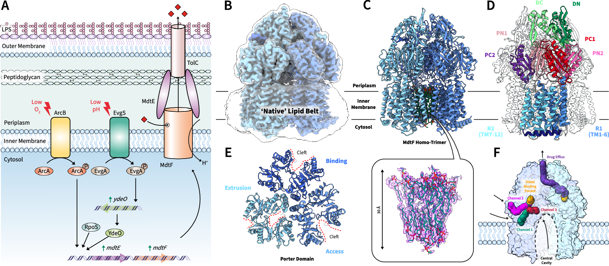 Fig. 1: MdtF regulation and structural features.