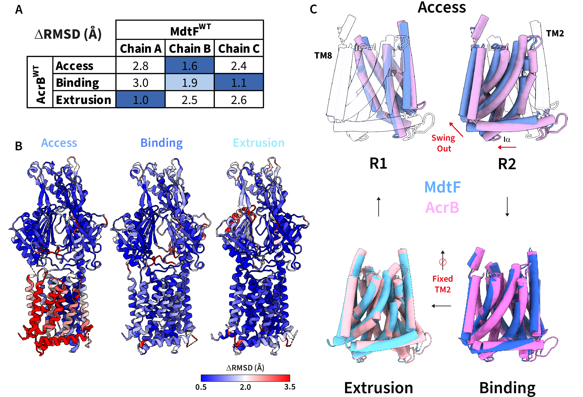 Fig. 2: MdtF has a fixed ‘swung-out’ R2 transmembrane conformation across access and binding states.