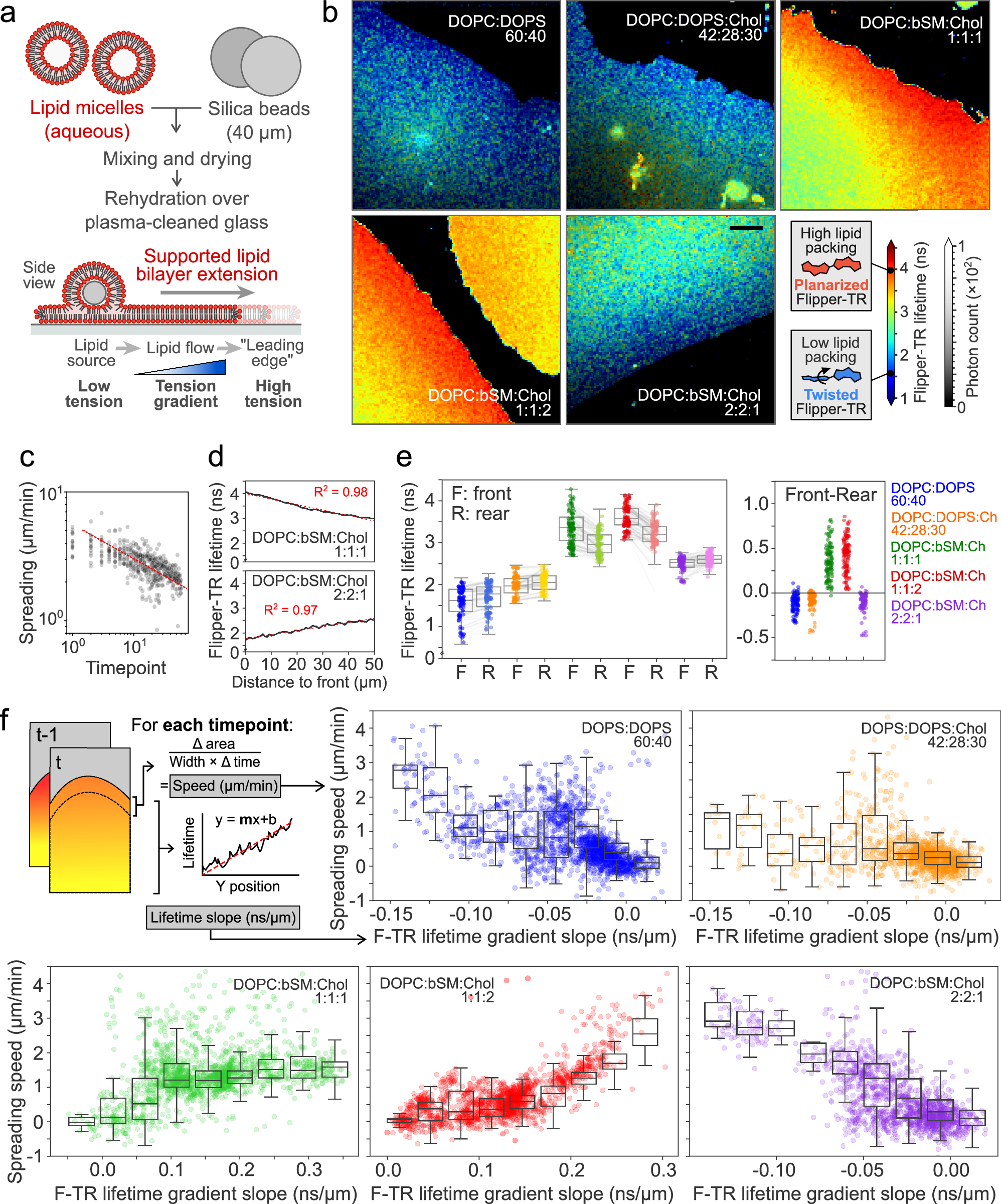 Fig. 1: Flipper-TR reports membrane tension gradients in reconstituted membranes.