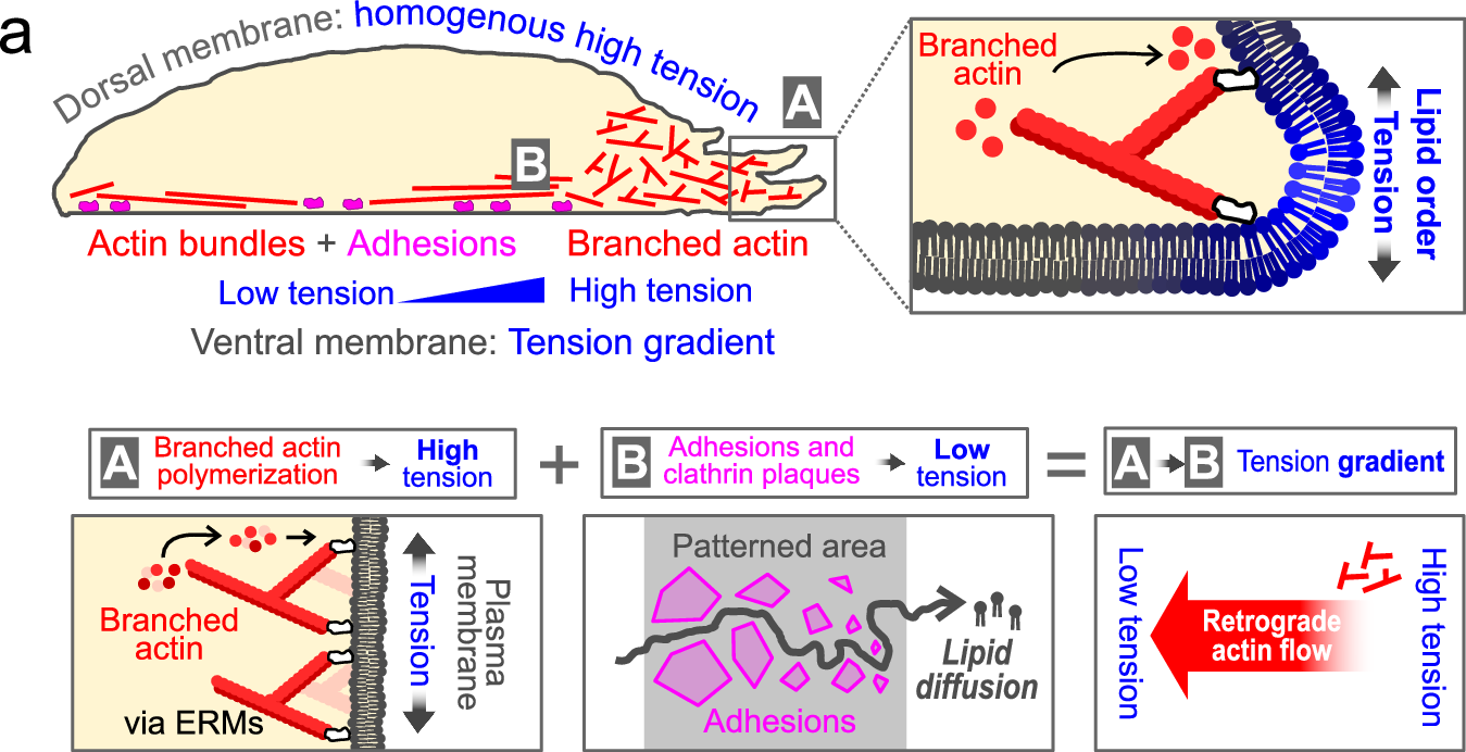 Fig. 7: Conceptual model.