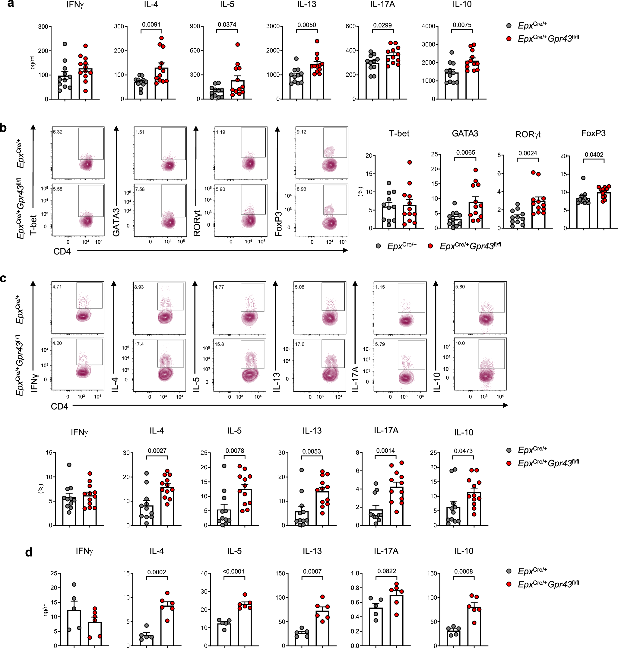 Fig. 2: GPR43 deficiency in eosinophils upregulates Th2 and Th17 responses in HDM-induced asthma.